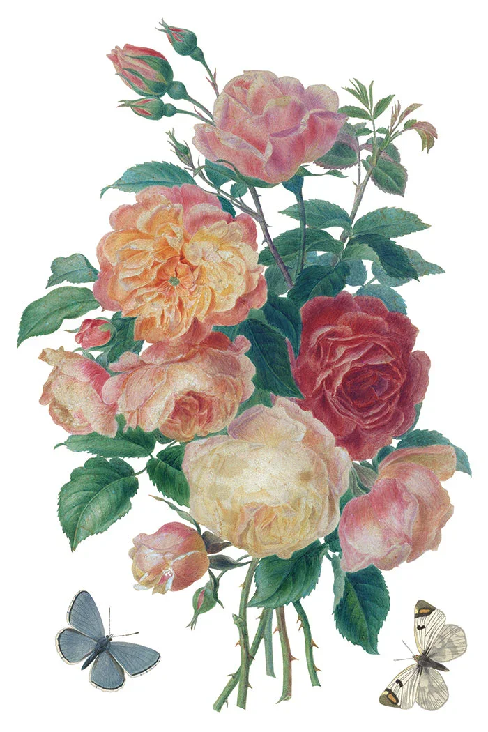 IOD-TRA-OUE_j.webp