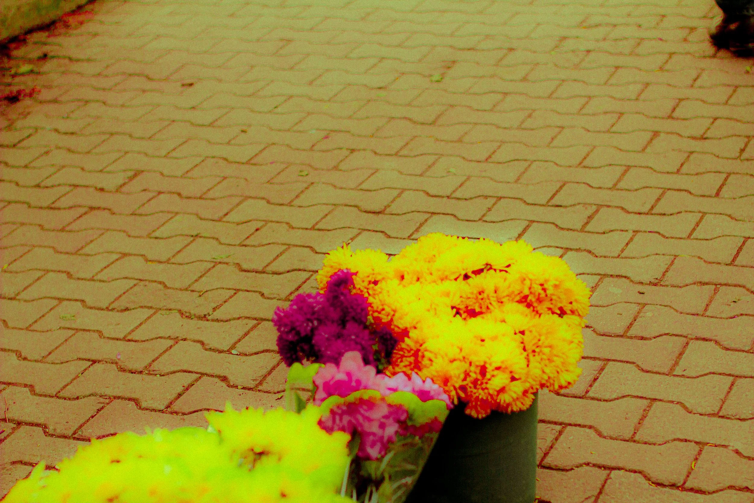 Canon EOS 550D 5184x3456_009292.jpg