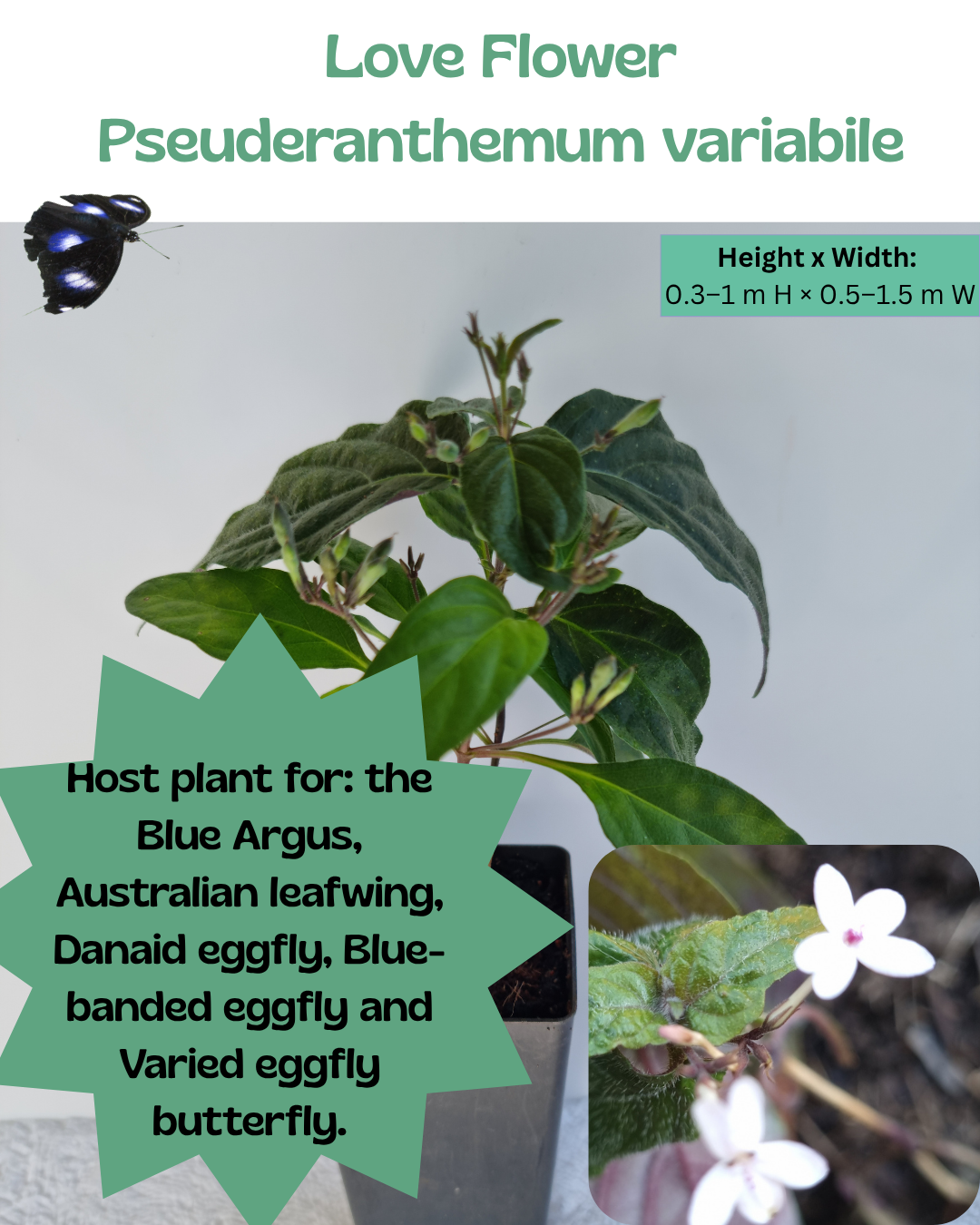 Love Flower/ Pastel Flower (Pseuderanthemum variabile)