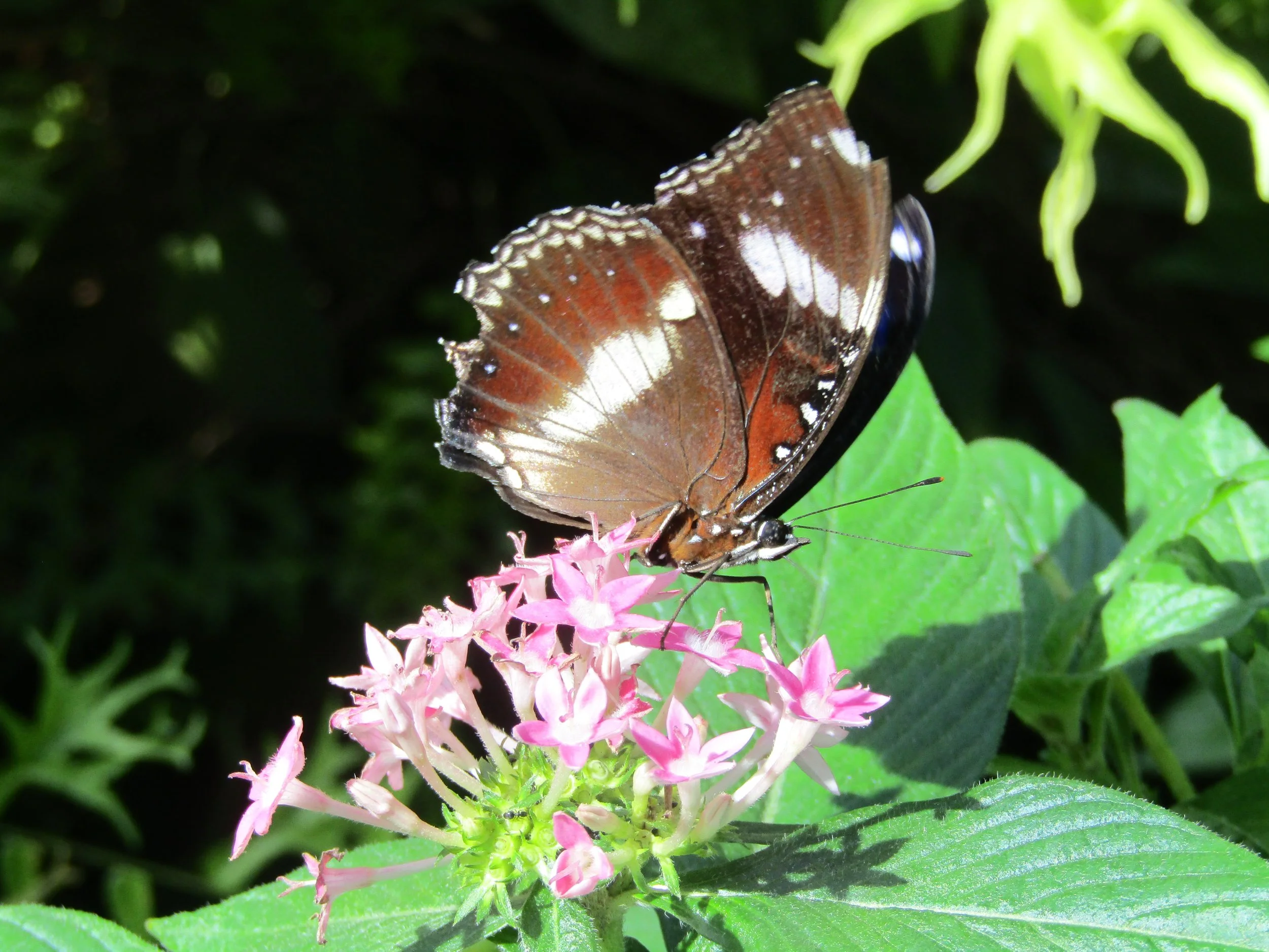 A butterfly with brown wings and white spots on pink flowers surrounded by green leaves.