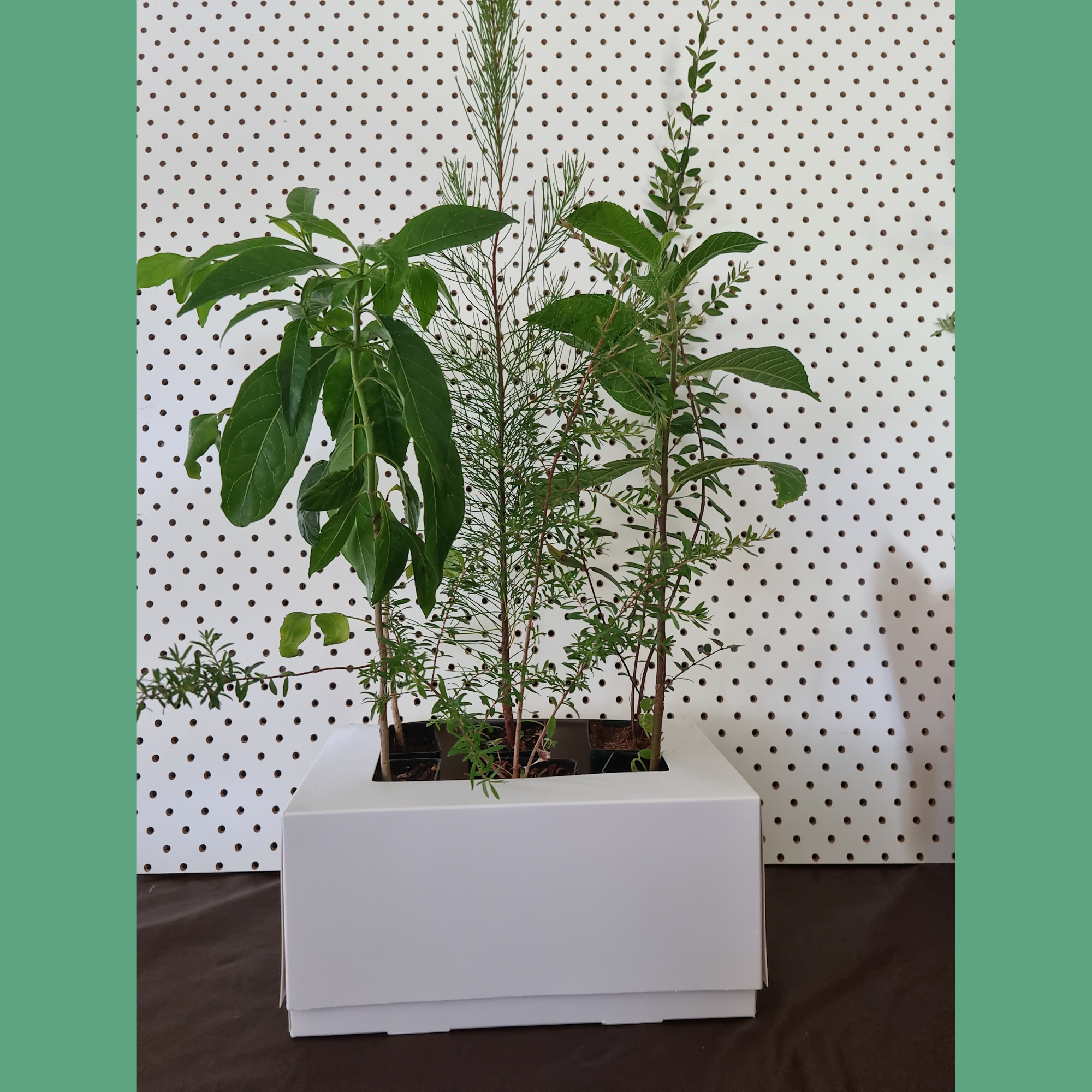 Custom Biodiversity Box- 4,6, or 12 pack of native plants tailored to your garden