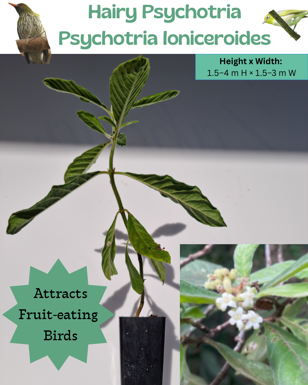 Hairy Psychotria (Psychotria loniceroides)