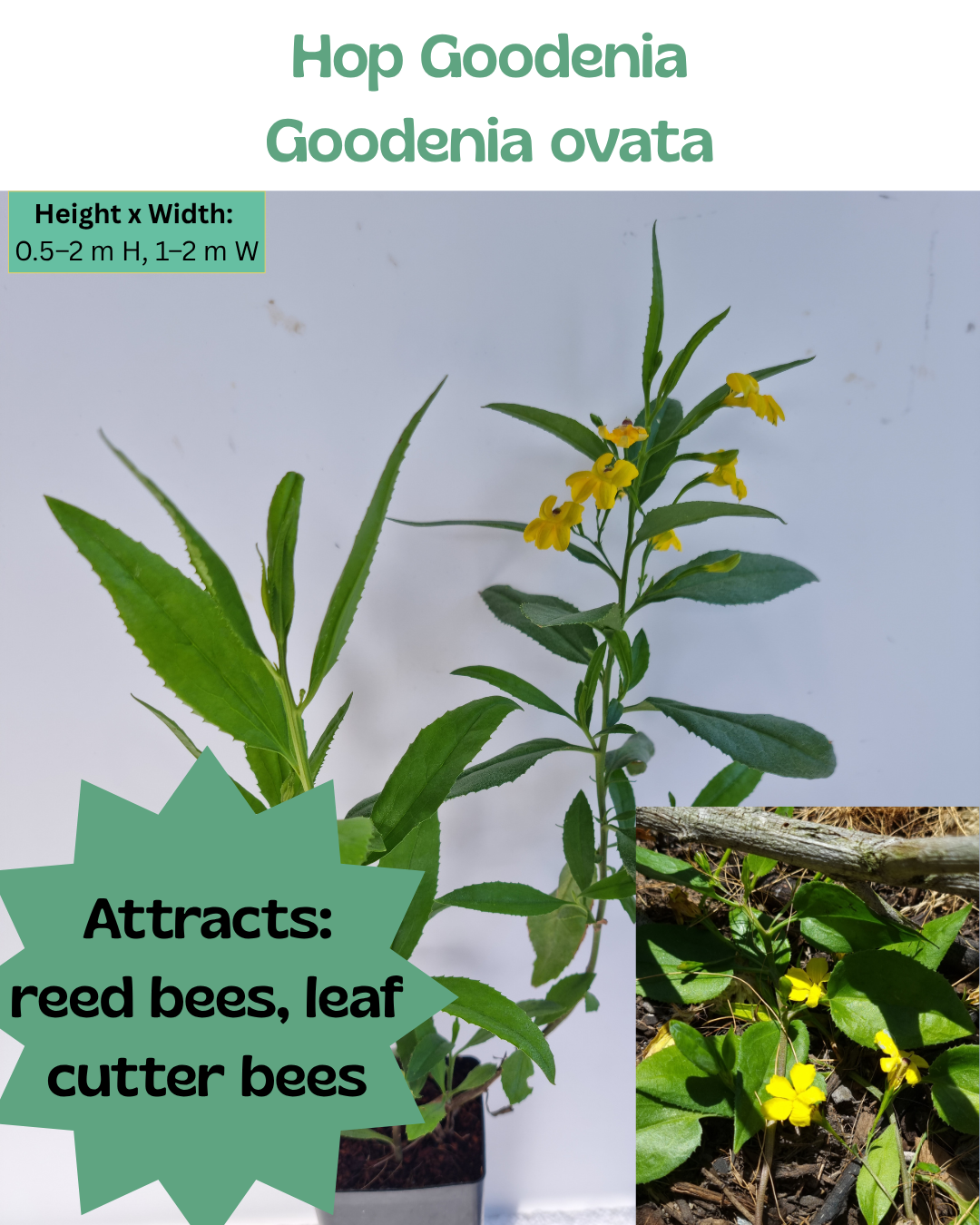 Hop Goodenia (Goodenia ovata)