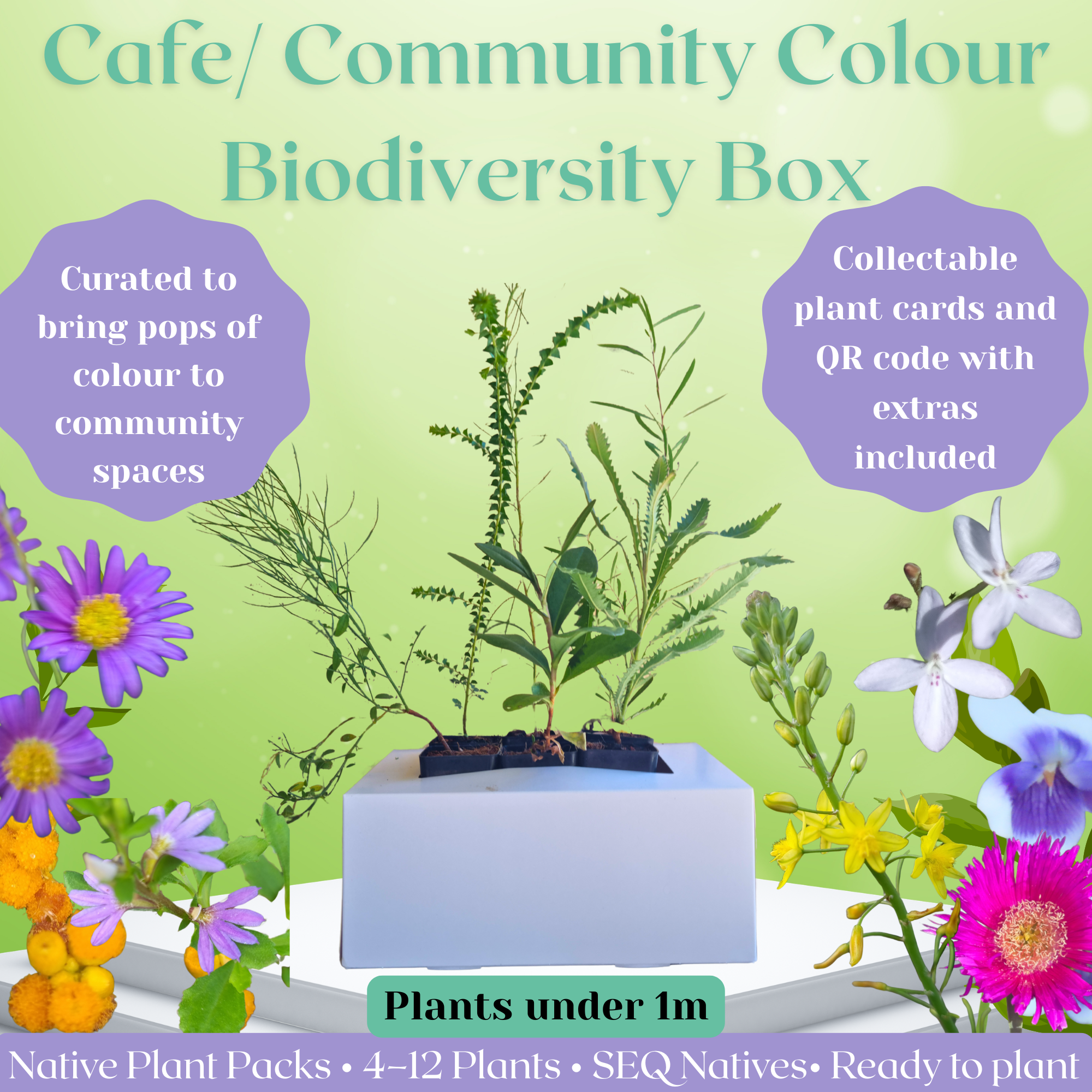 Cafe & Community Space Biodiversity Box