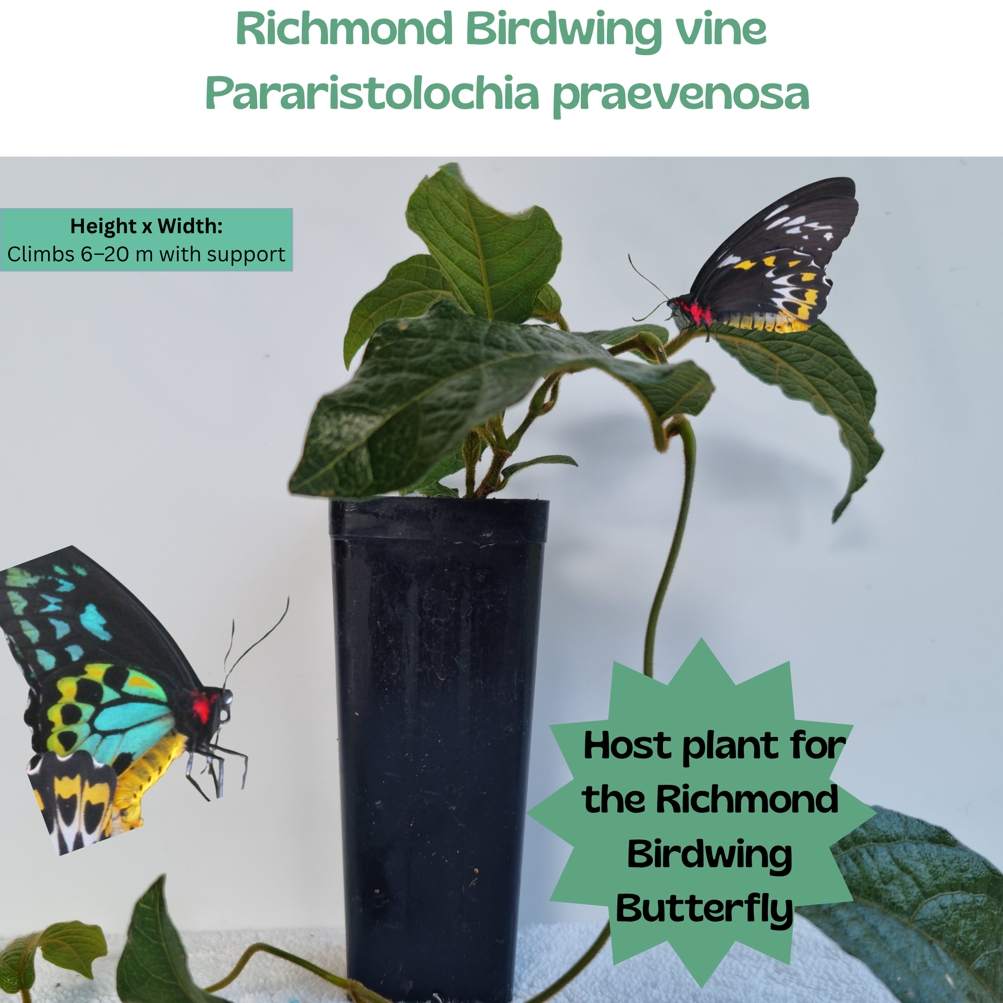 Richmond Birdwing Vine (Pararistolochia praevenosa)