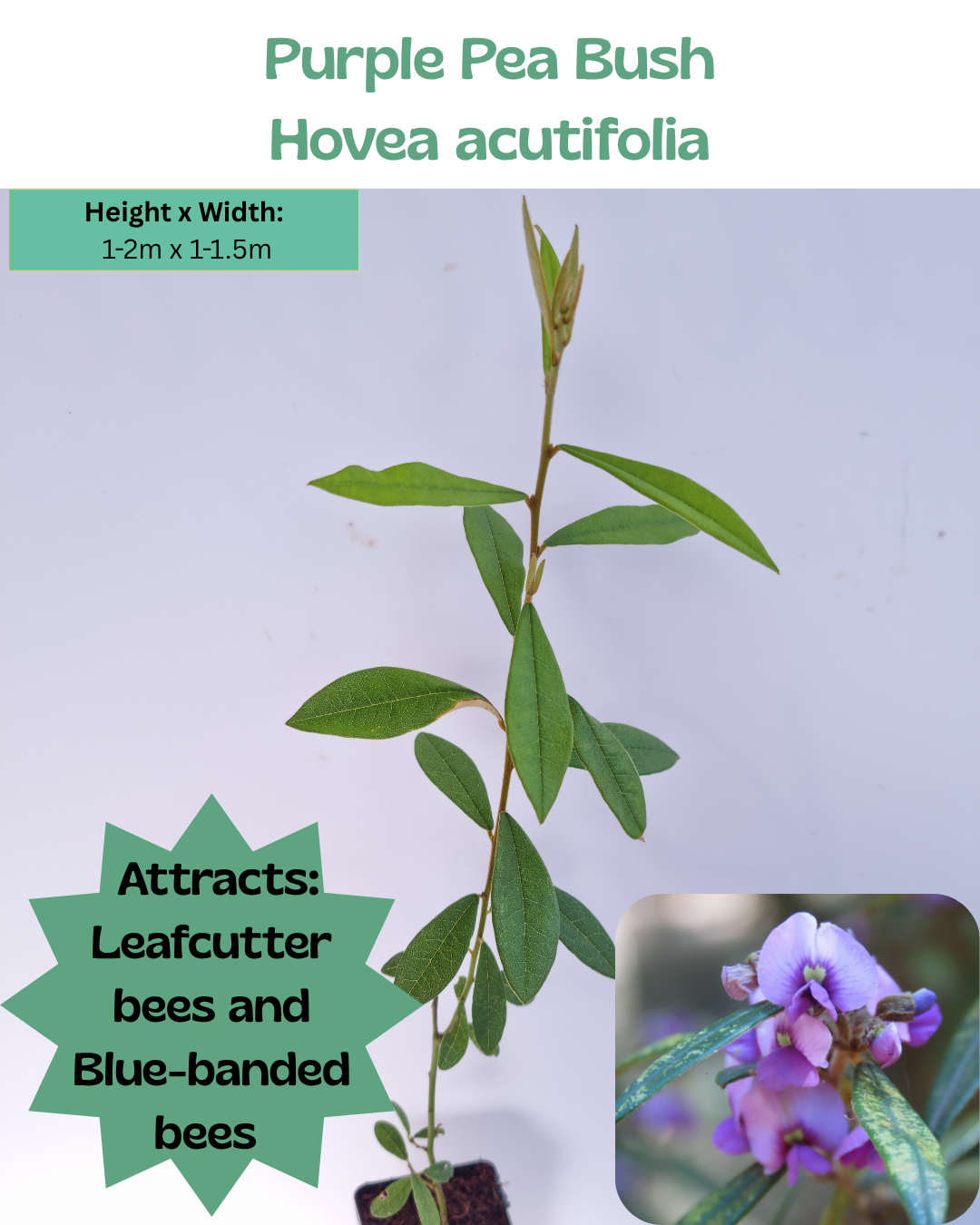 Purple Pea Bush / Narrow-leaf Hovea (Hovea acutifolia)