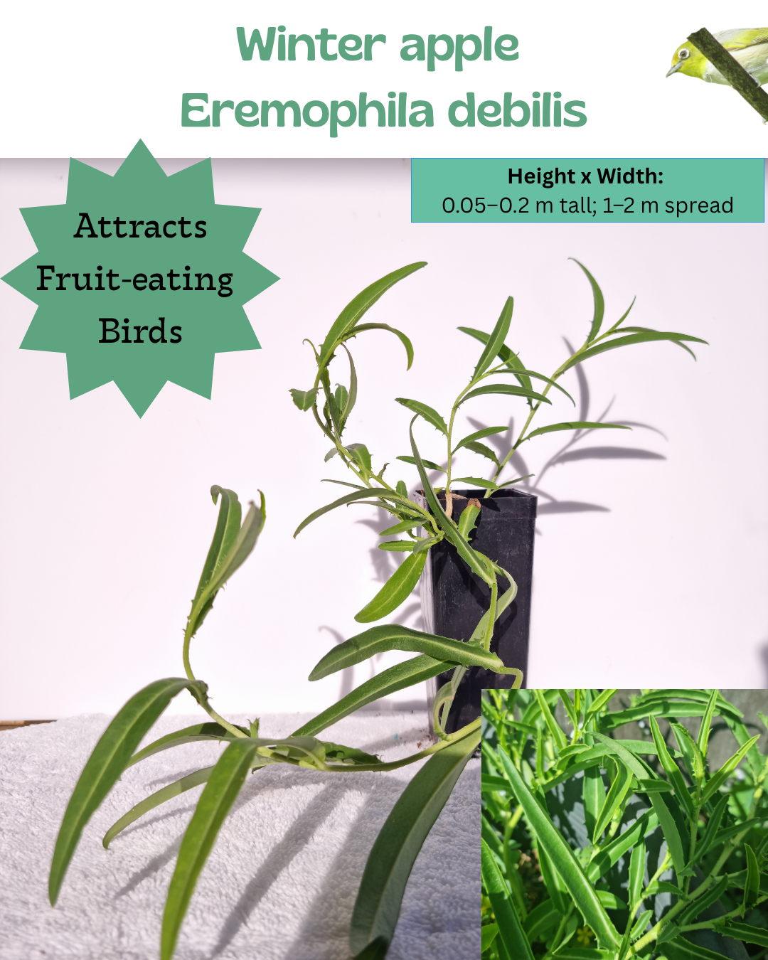 Winter Apple (Eremophila debilis)