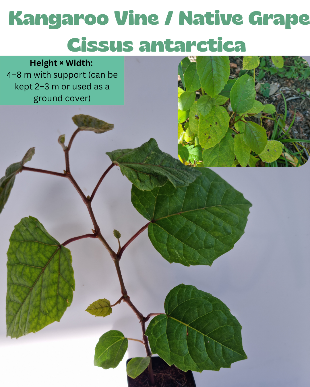 Native Grape/ Kangaroo Vine (Cissus antarctica)