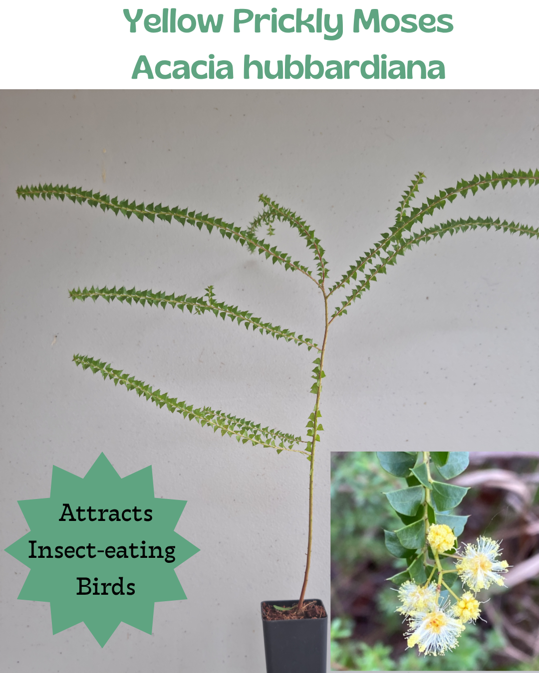 Yellow Prickly Moses (Acacia hubbardiana)