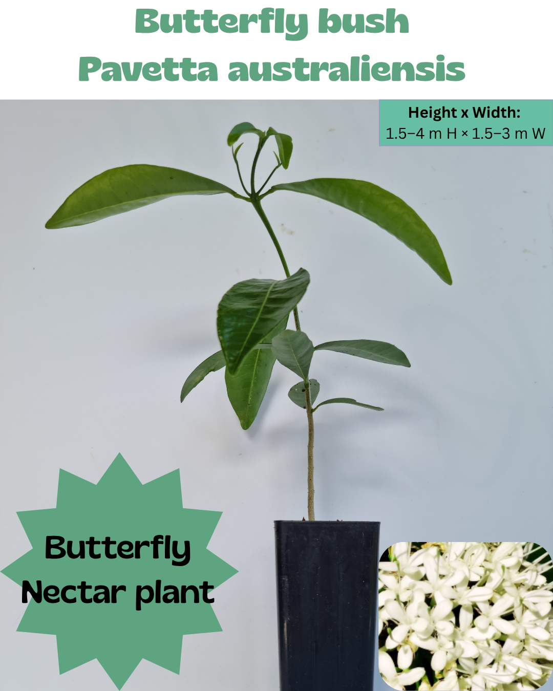 Butterfly Bush (Pavetta australiensis)