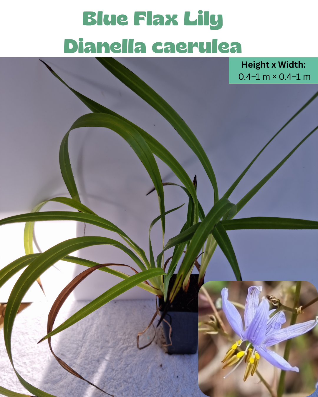 Blue Flax Lily  (Dianella caerulea)