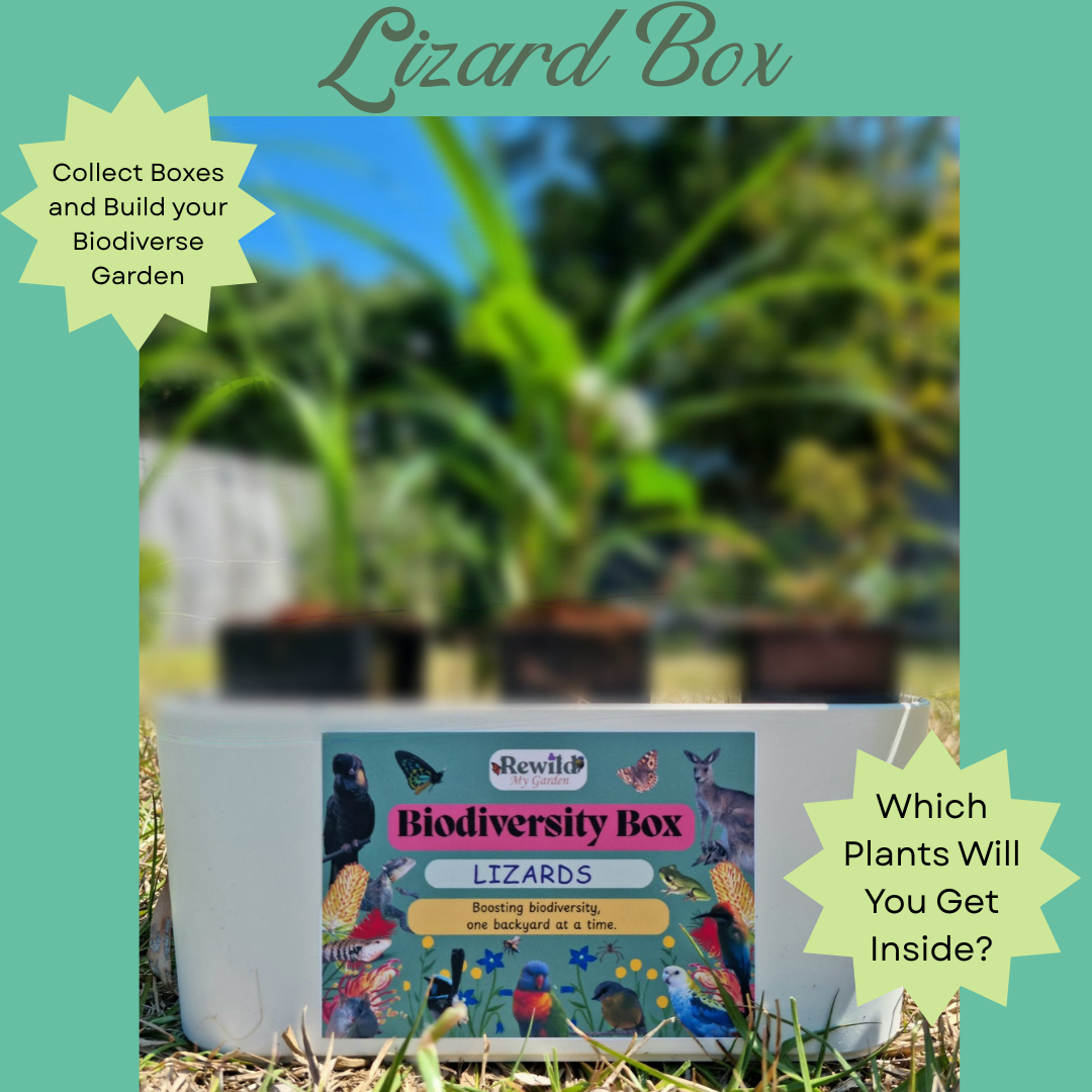 Lizard/ Frog Biodiversity Box – 4pack of Native Plants for Backyard Lizards, Skinks and Frogs