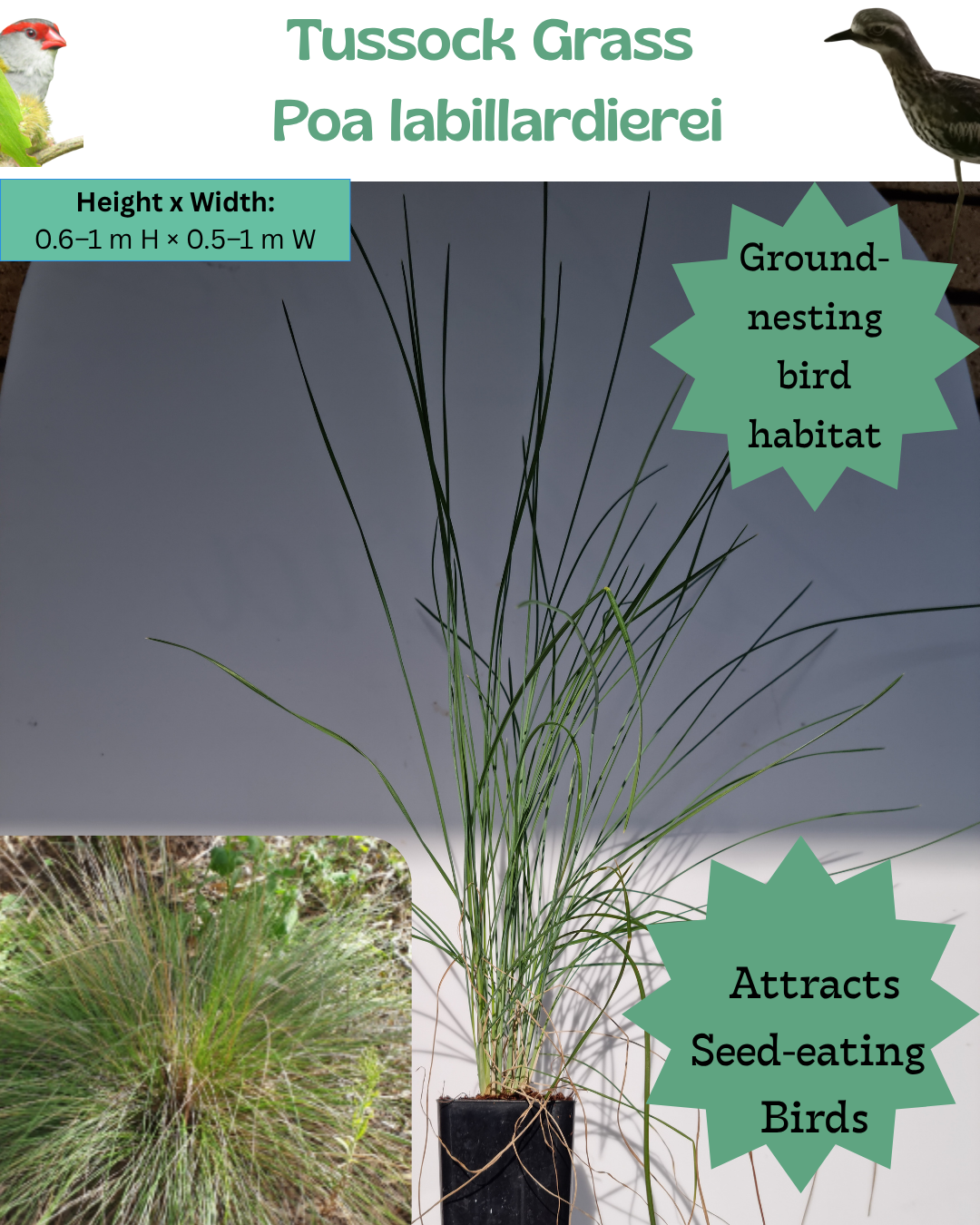 Tussock Grass (Poa labillardierei)