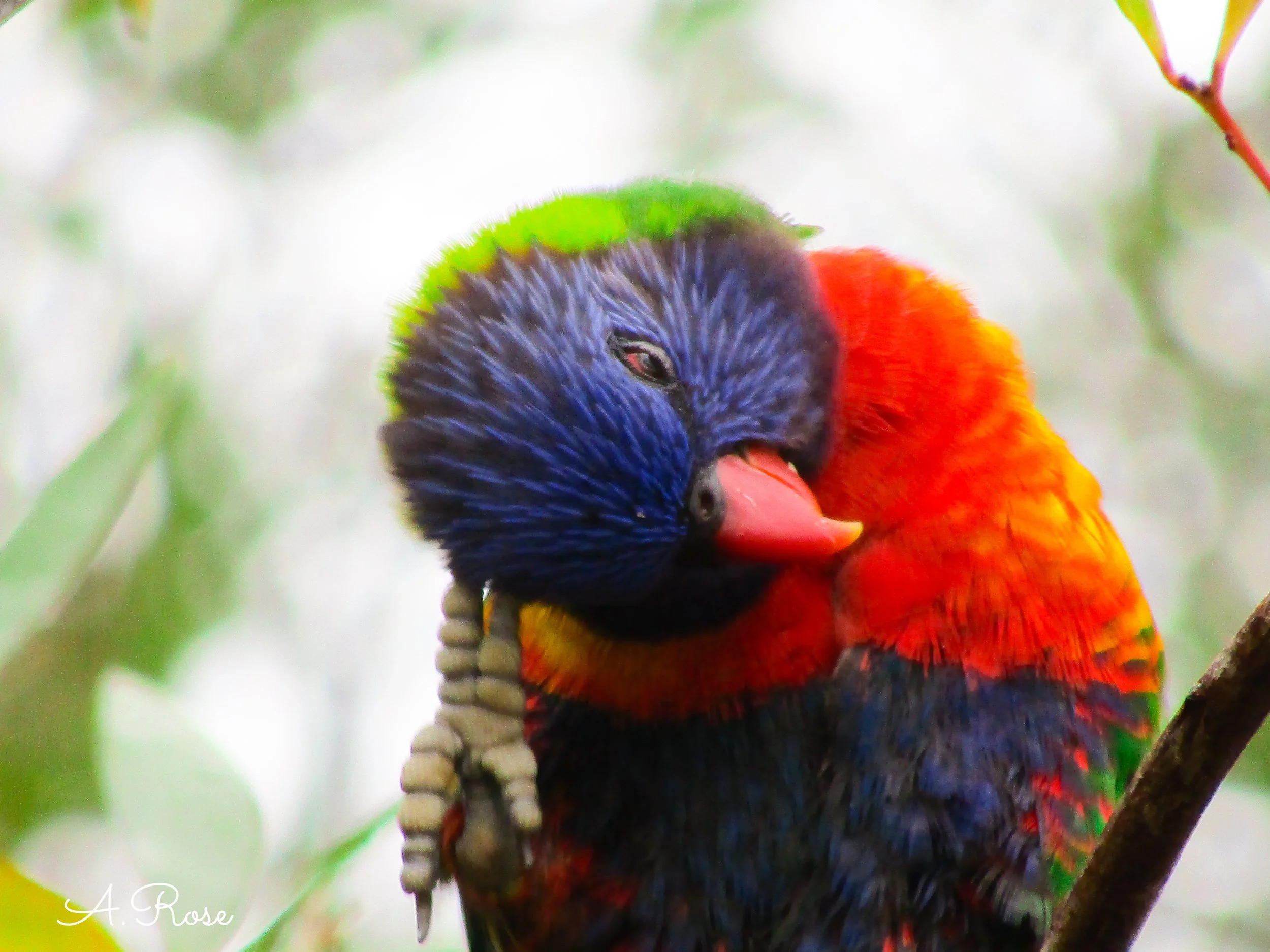 A colorful bird, possibly a lorikeet, perching on a branch with its head turned and eyes closed, showing bright red, blue, green, and orange feathers.