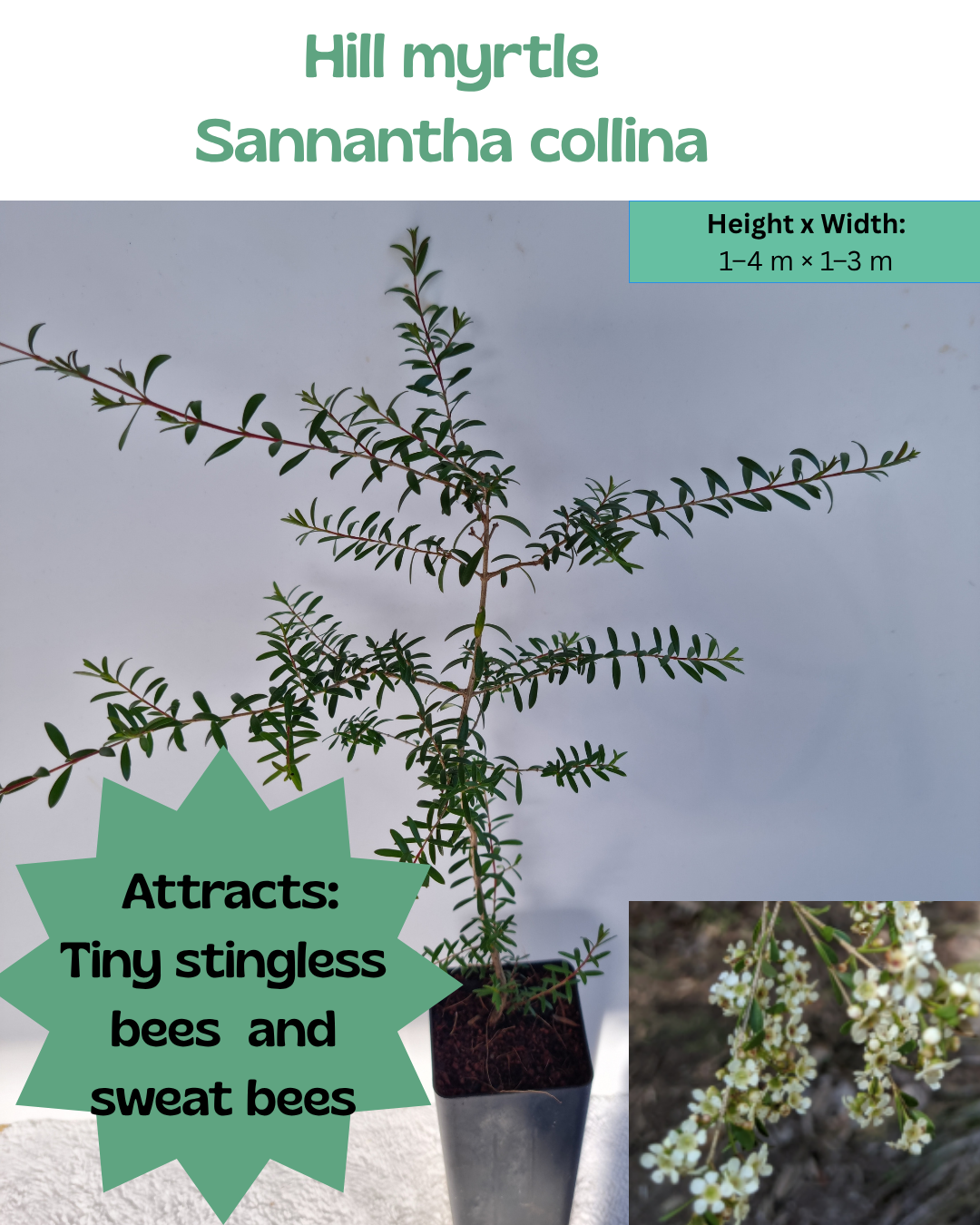Hill Myrtle (Sannantha collina)