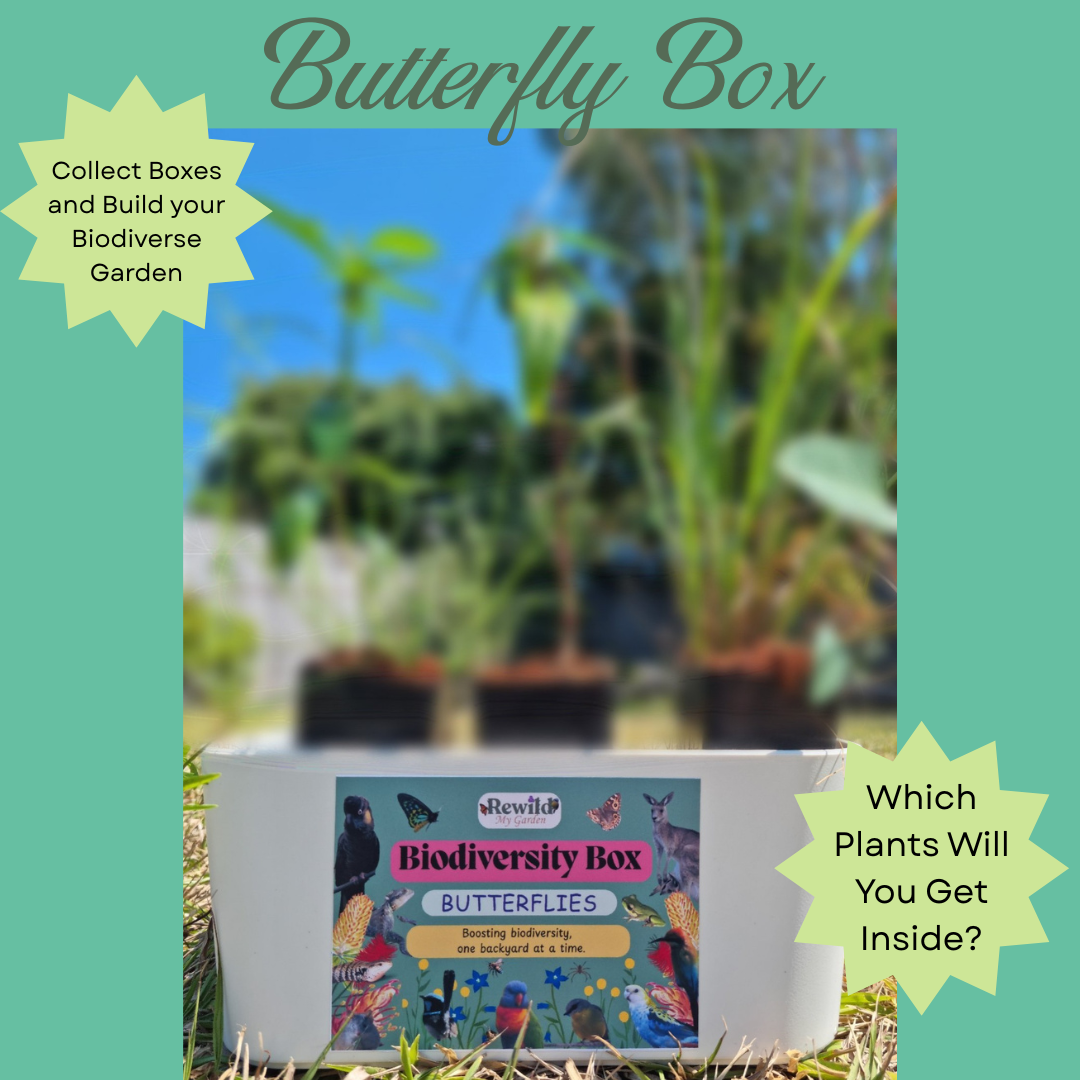 Butterfly Biodiversity Box – 4, 6 or 12 pack of Native Plants for Butterflies