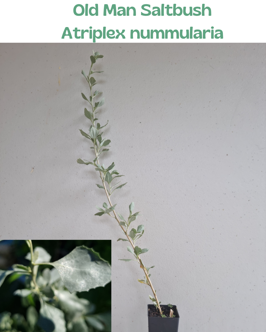 Old Man Saltbush (Atriplex nummularia)