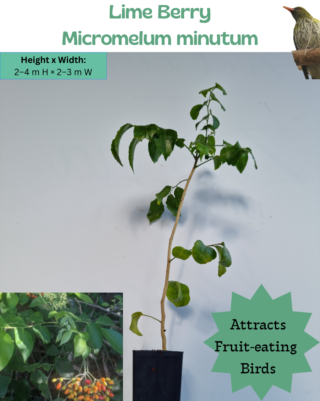 Lime Berry (Micromelum minutum)