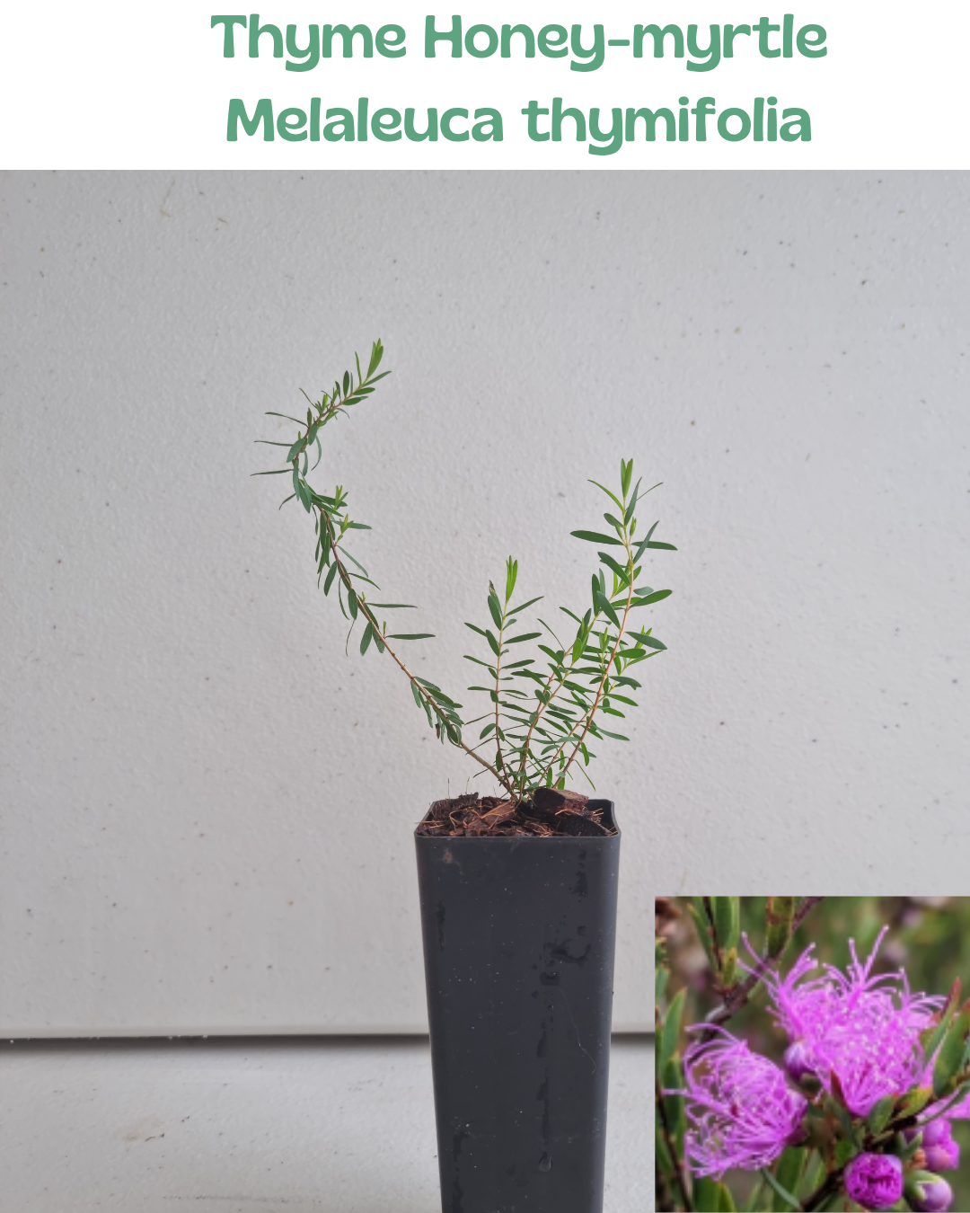Thyme Honey Myrtle (Melaleuca thymifolia)