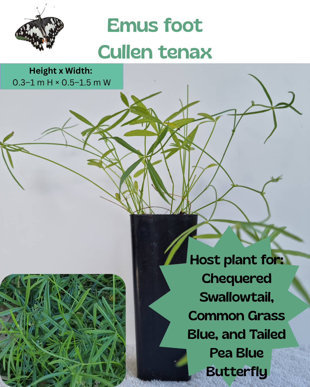 Emu’s Foot  (Cullen tenax)