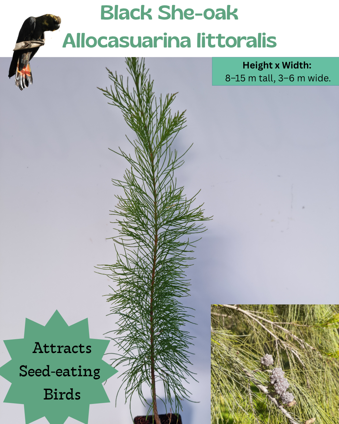 Black She-oak (Allocasuarina littoralis)