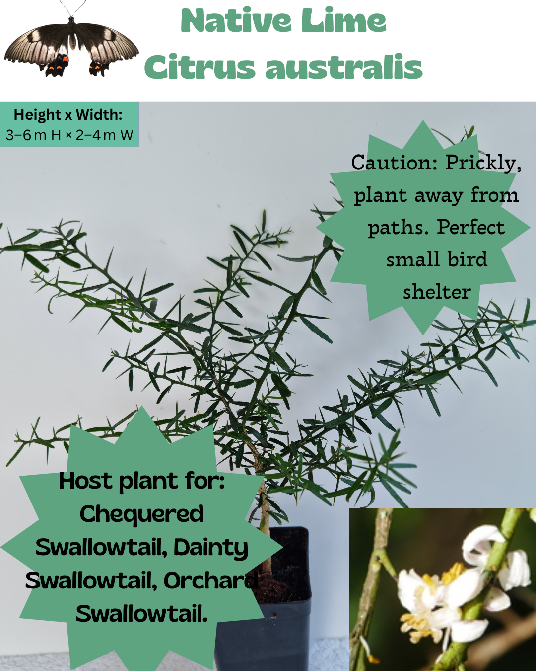 Native Round Lime (Citrus australis)