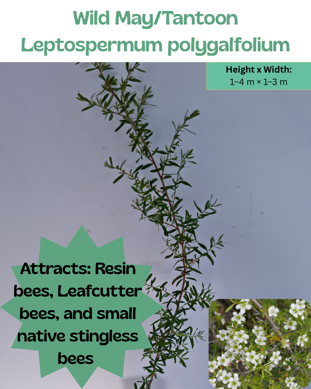 Wild May (Leptospermum polygalifolium)