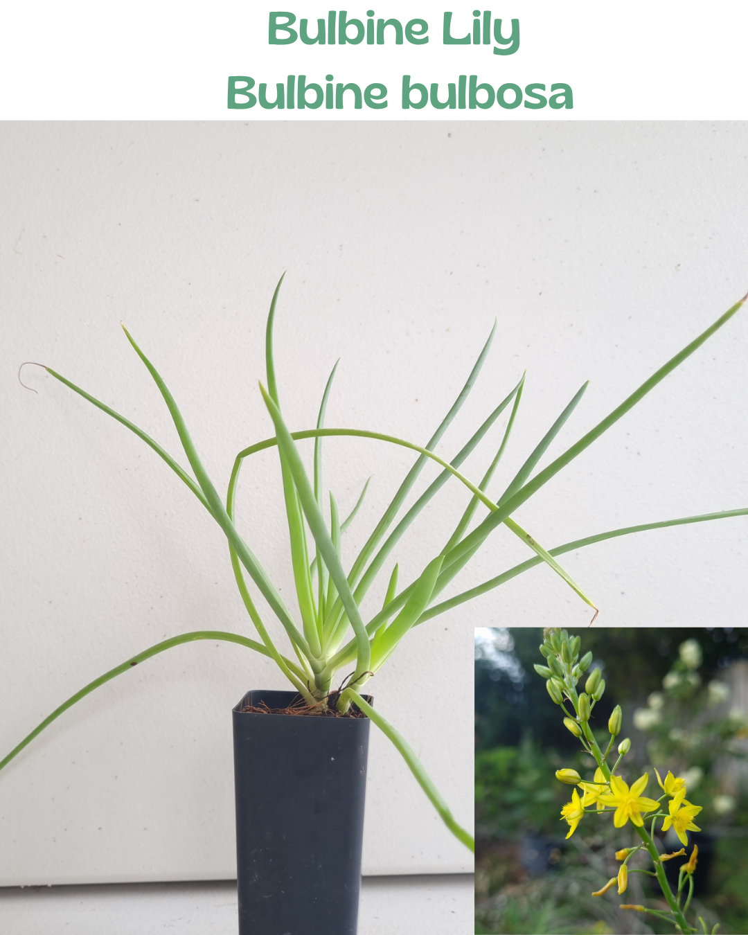 Bulbine Lily  (Bulbine bulbosa)