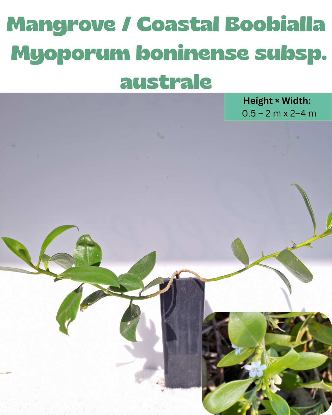 Mangrove Boobialla (Myoporum boninense subsp. australe)