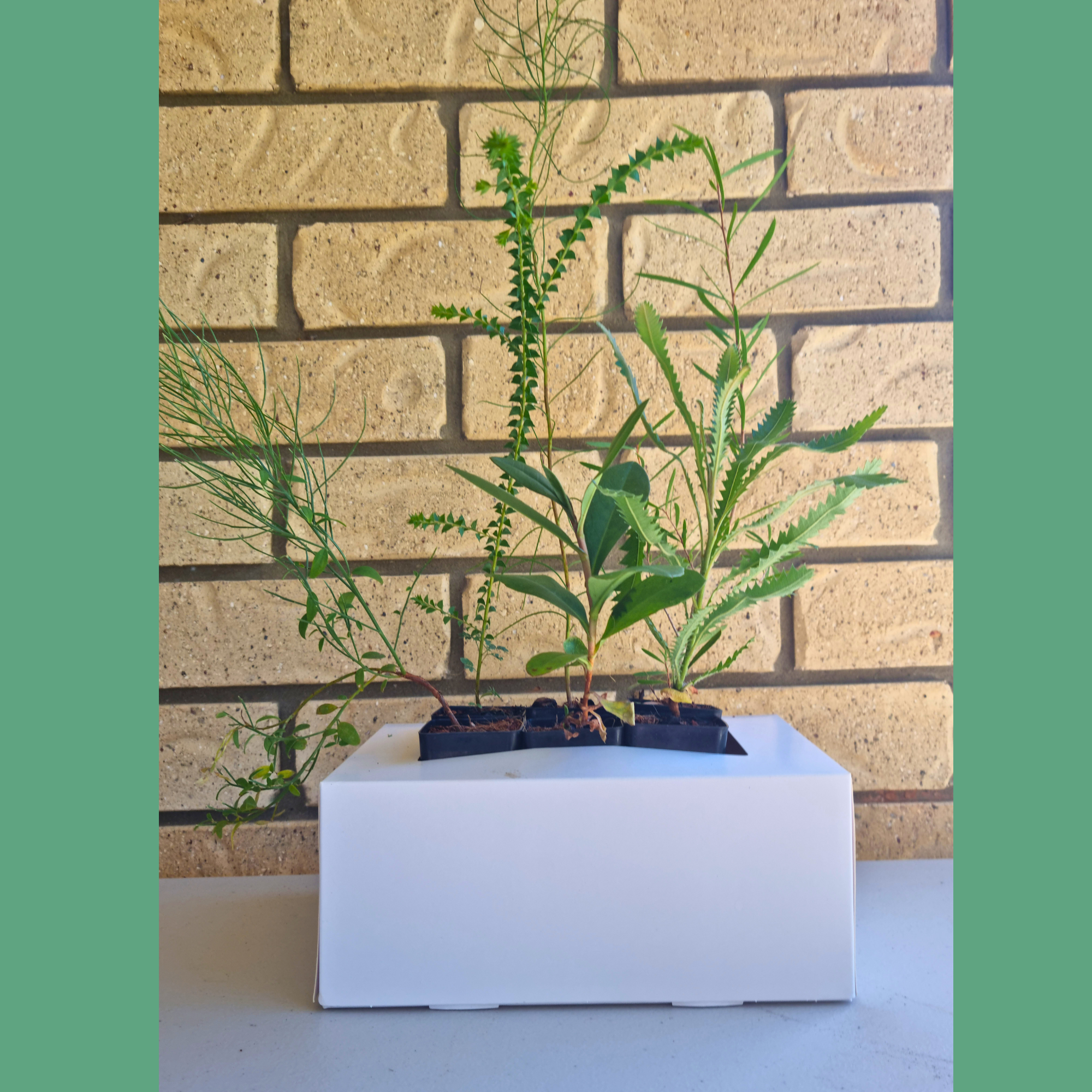 Limited Edition Wallum / Heath Rewilding Box – January Project