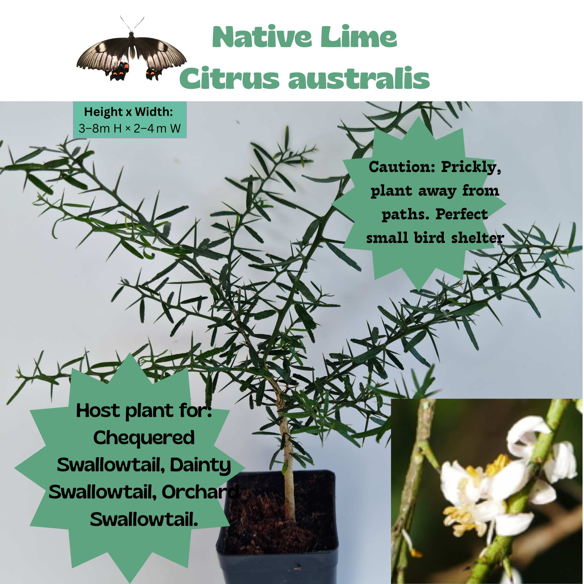 Native Round Lime (Citrus australis)