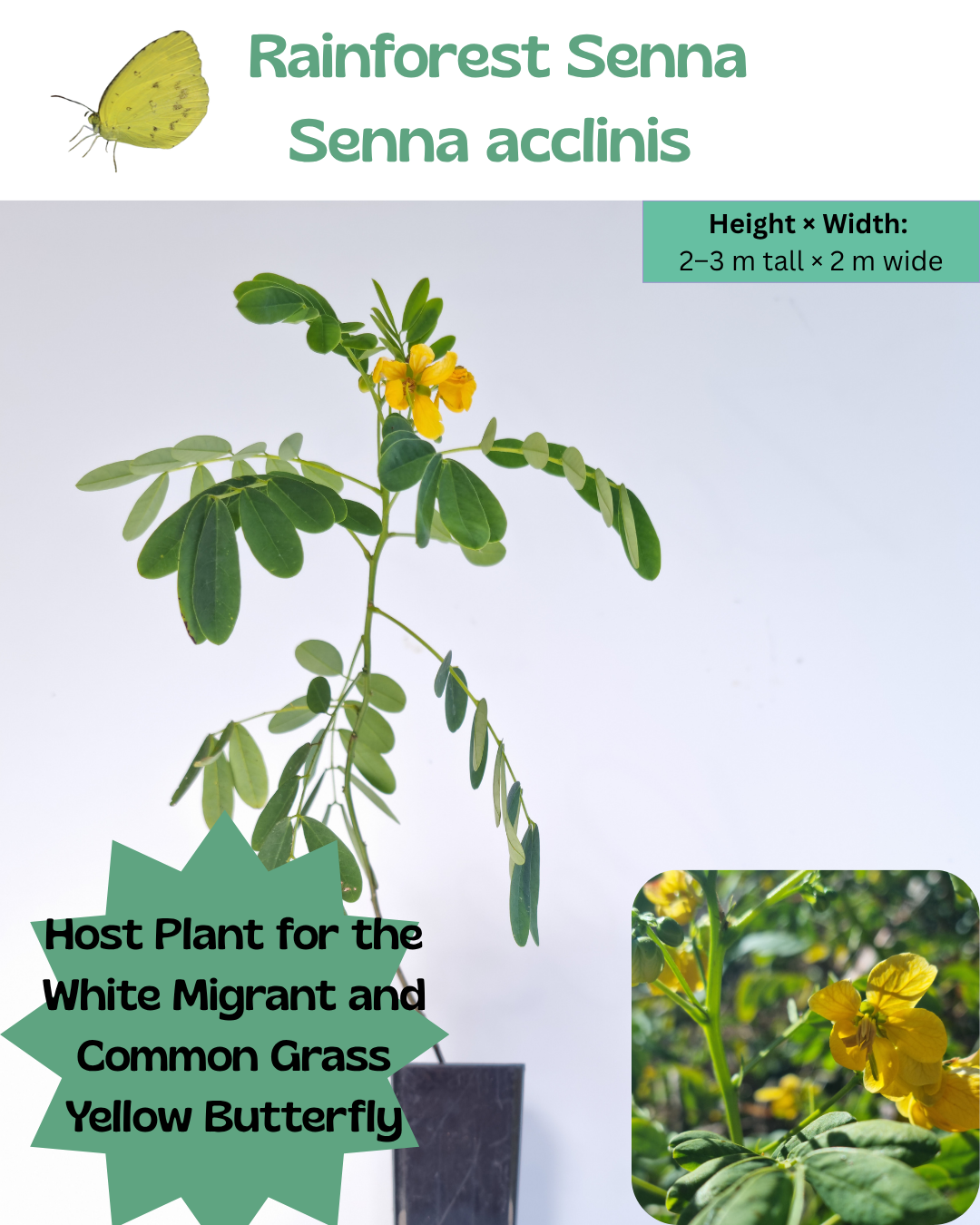 Rainforest Senna (Senna acclinis)