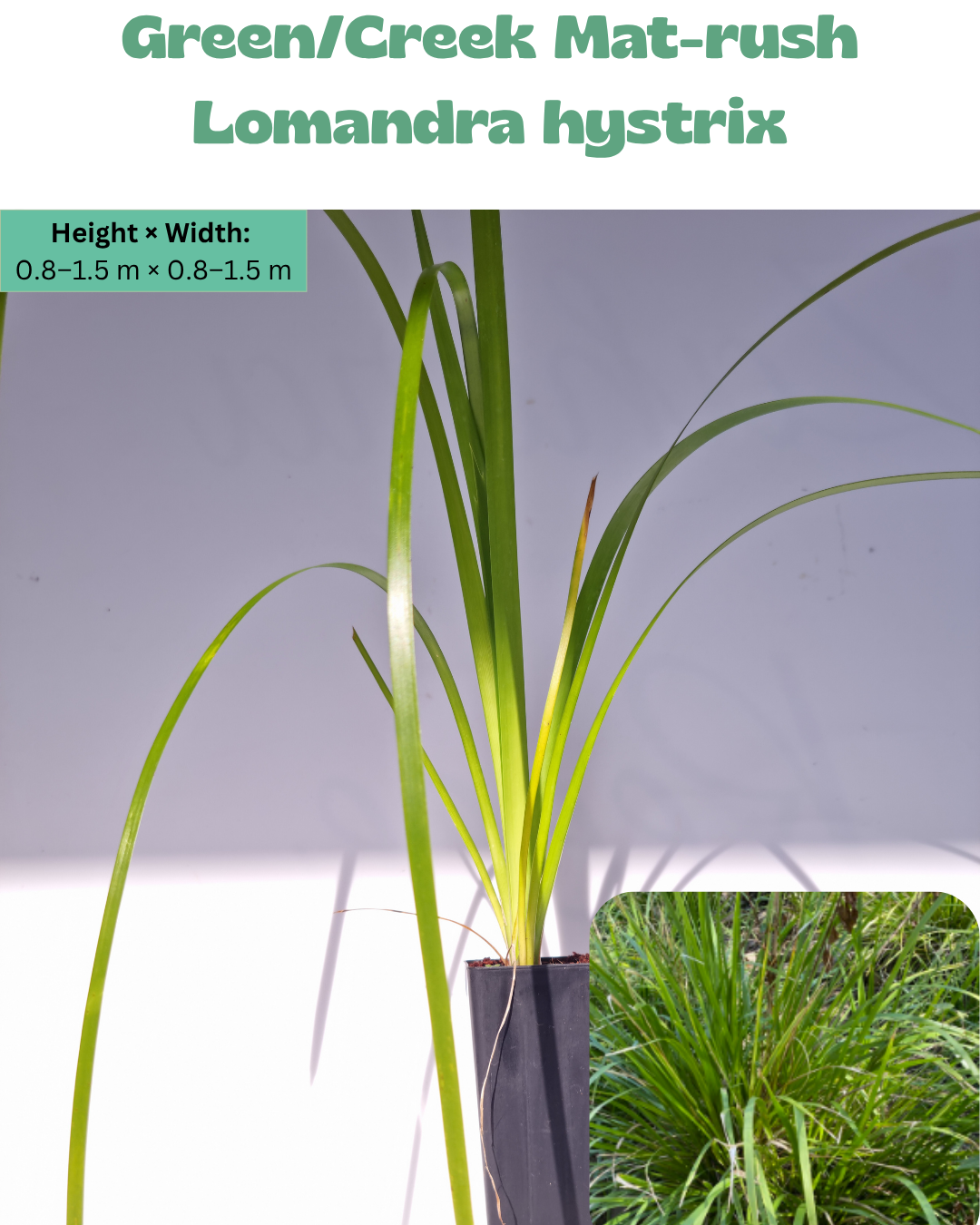 Creek Mat Rush (Lomandra hystrix)