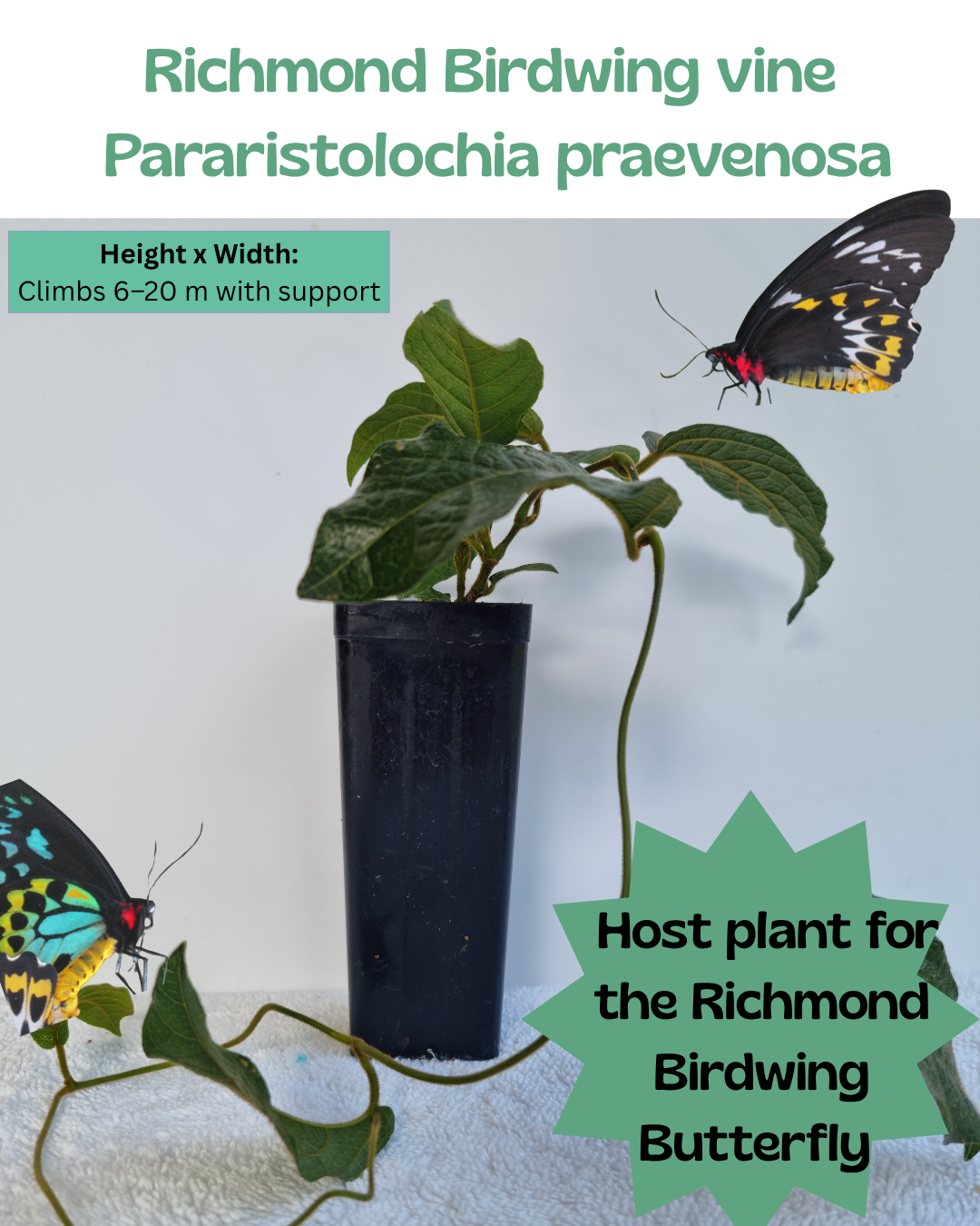Richmond Birdwing Vine (Pararistolochia praevenosa)
