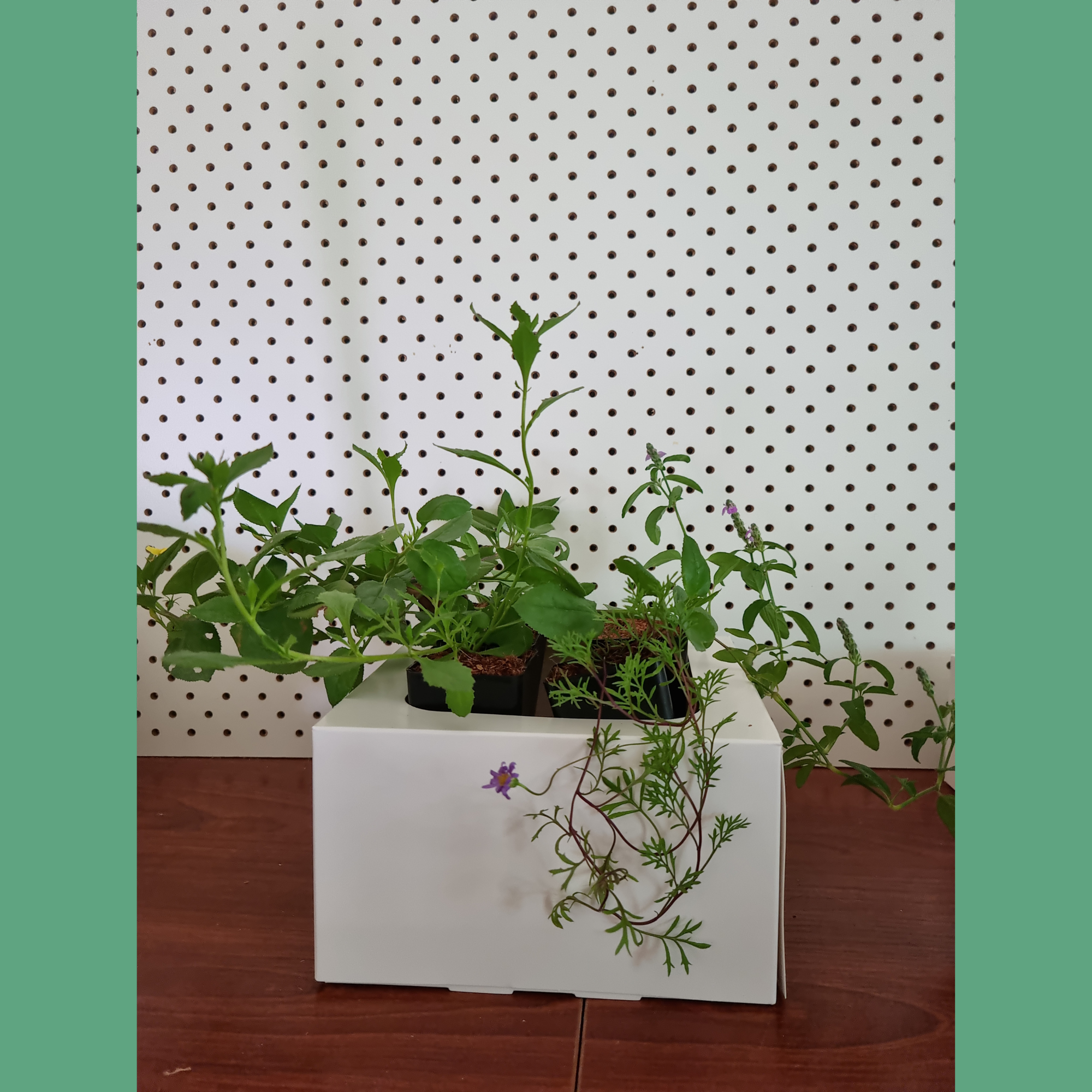 Cafe & Community Space Biodiversity Box