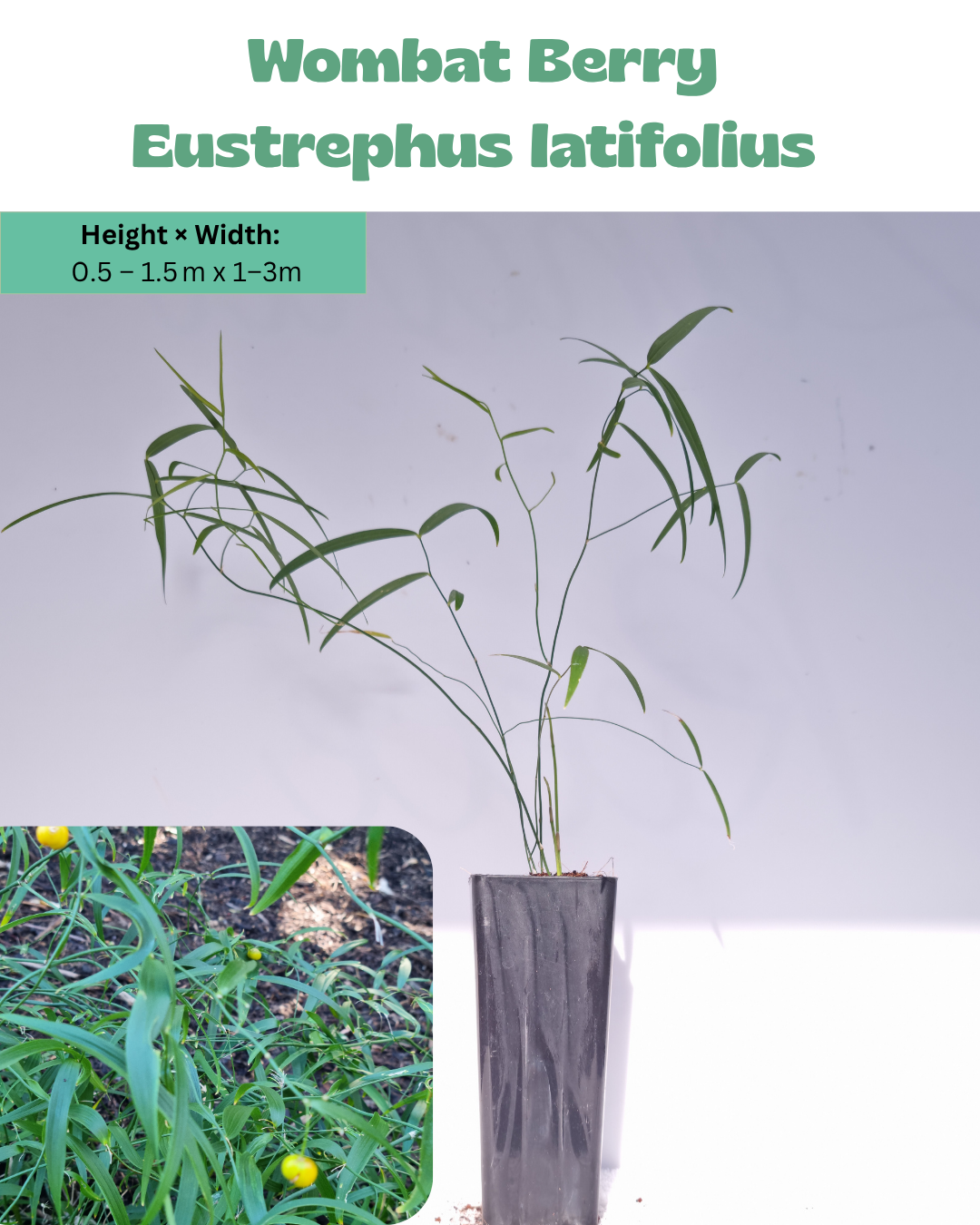Wombat Berry (Eustrephus latifolius)