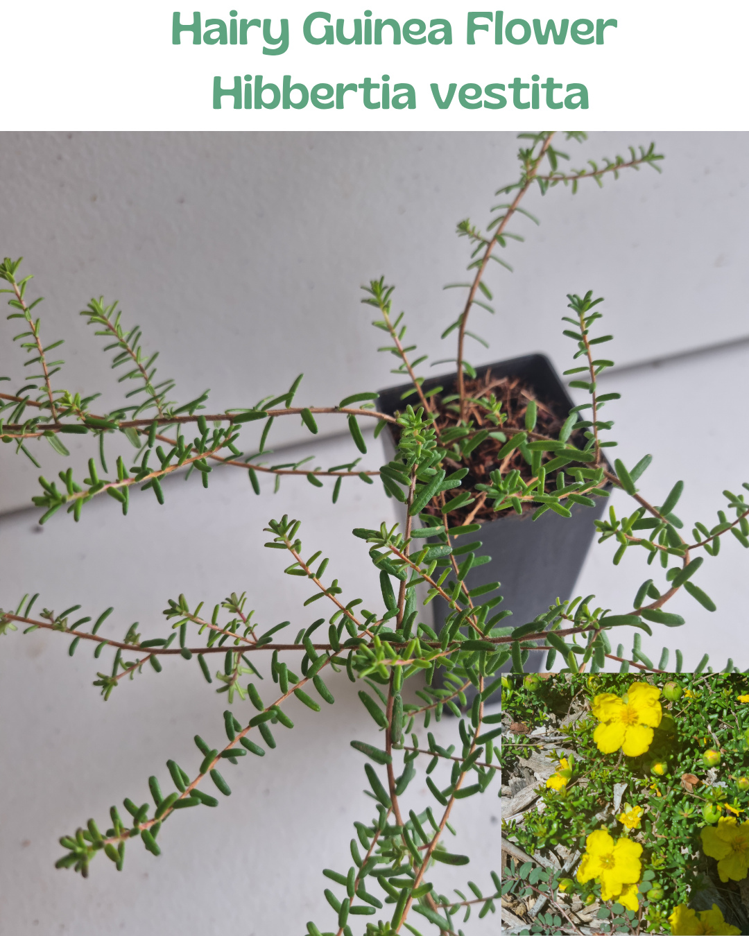 Hairy Guinea Flower  (Hibbertia vestita)