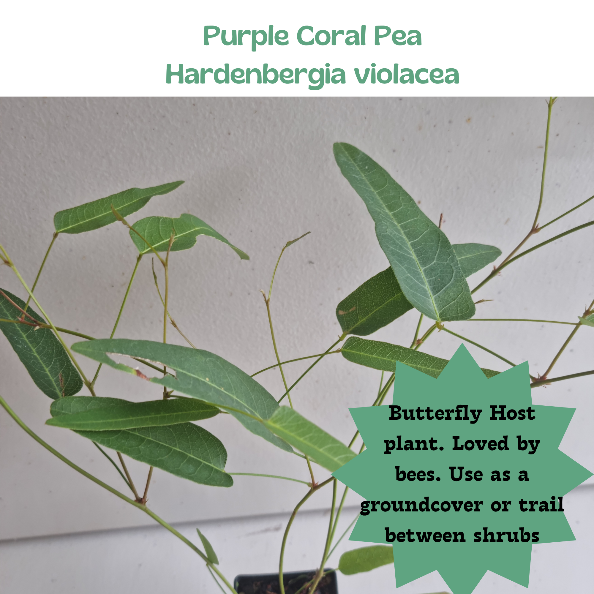 Purple Coral Pea/ False Sarsaparilla (Hardenbergia violacea)