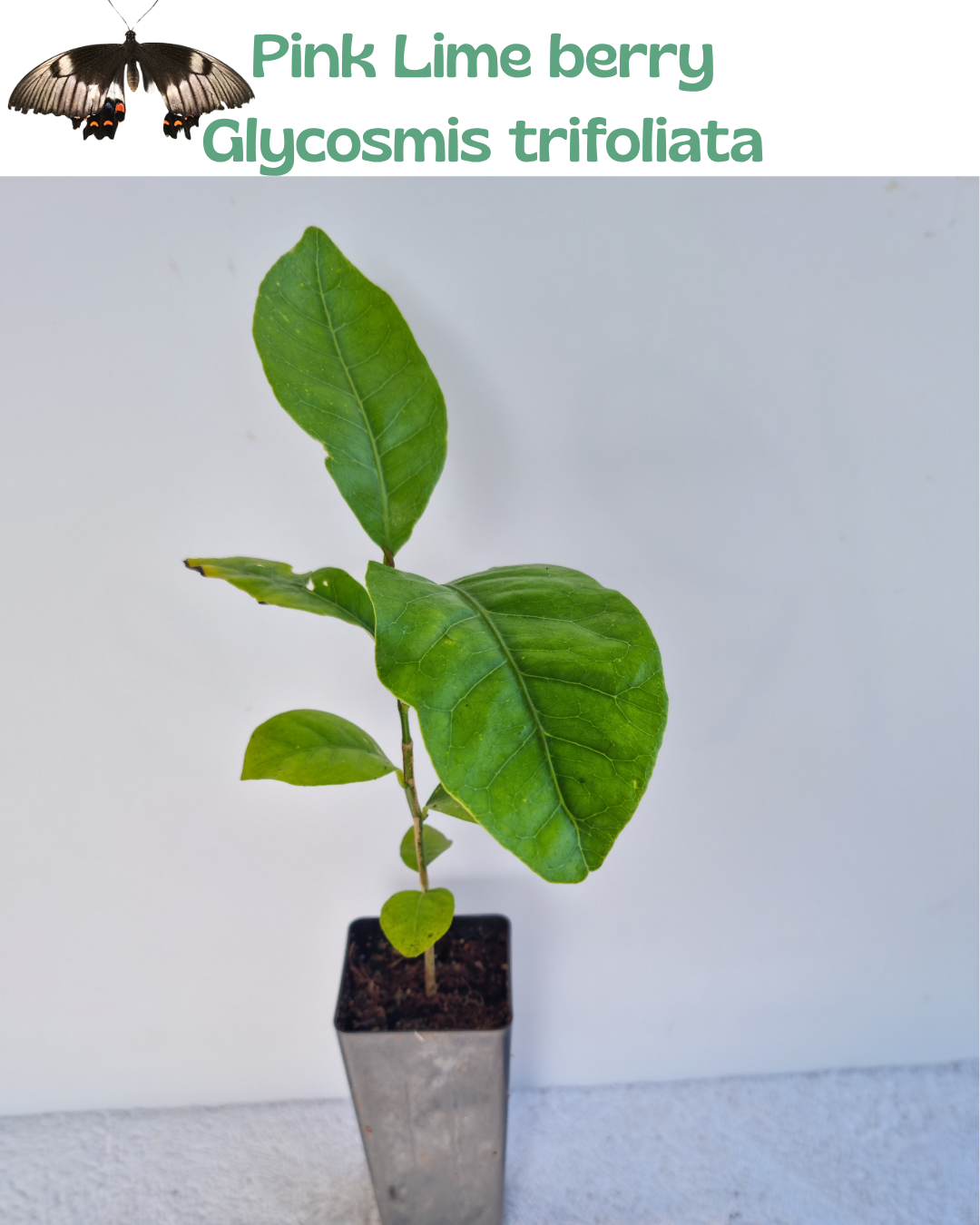 Pink Lime Berry (Glycosmis trifoliata)