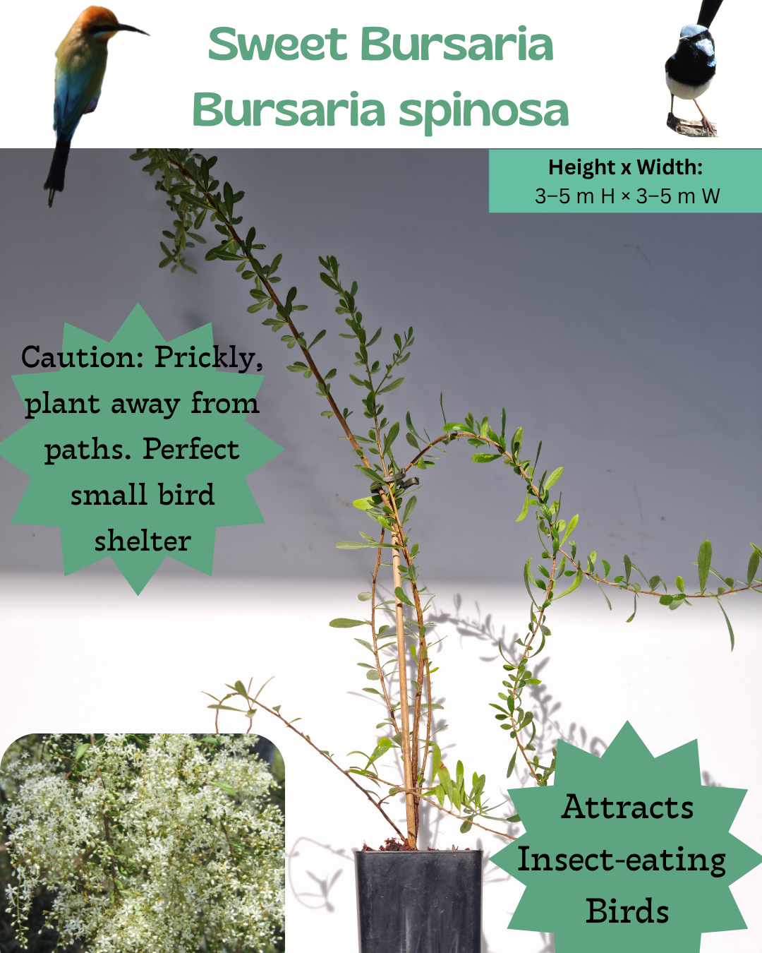 Sweet Bursaria (Bursaria spinosa)