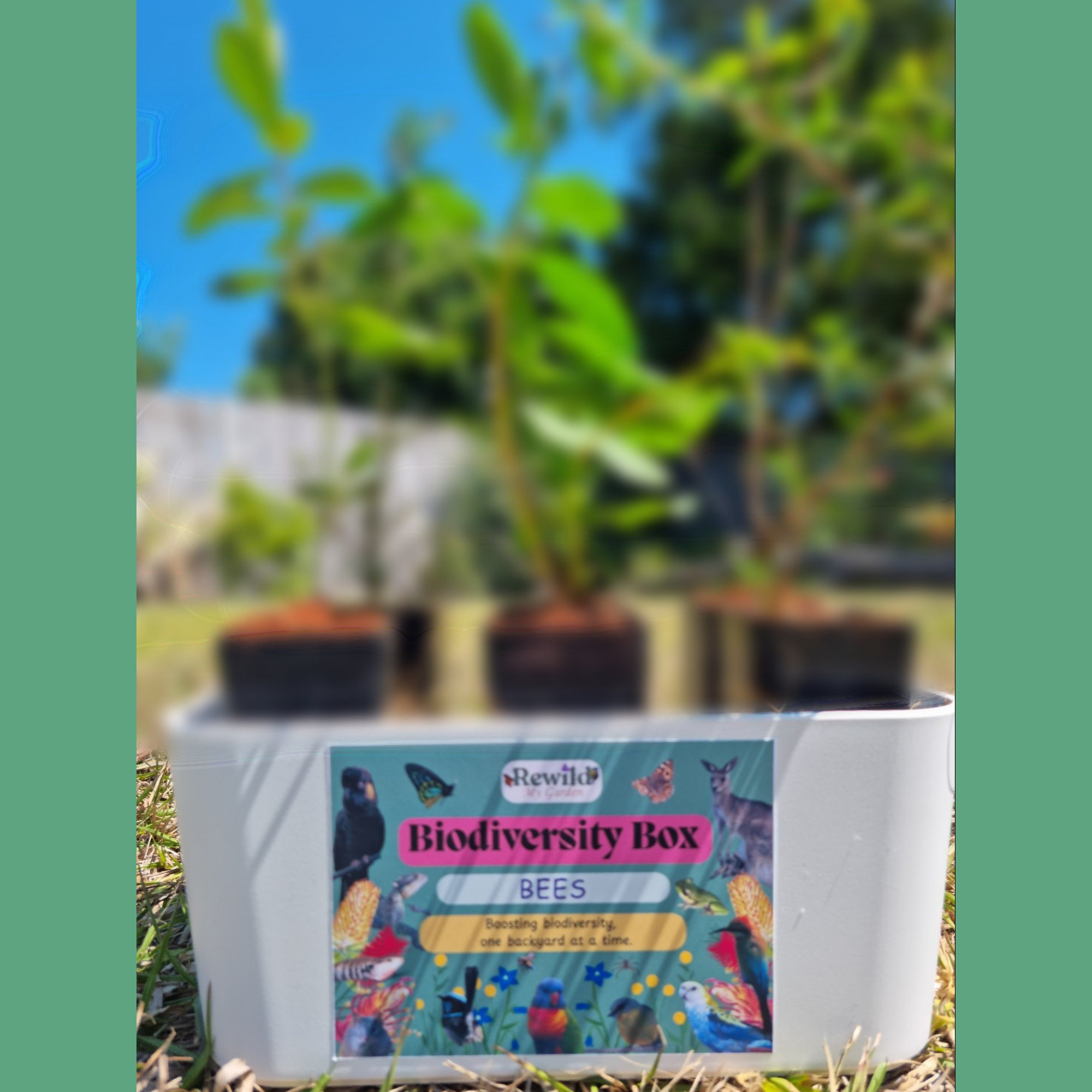 Bee Biodiversity Box – 4, 6 or 12 pack of Native Plants for Native Bees