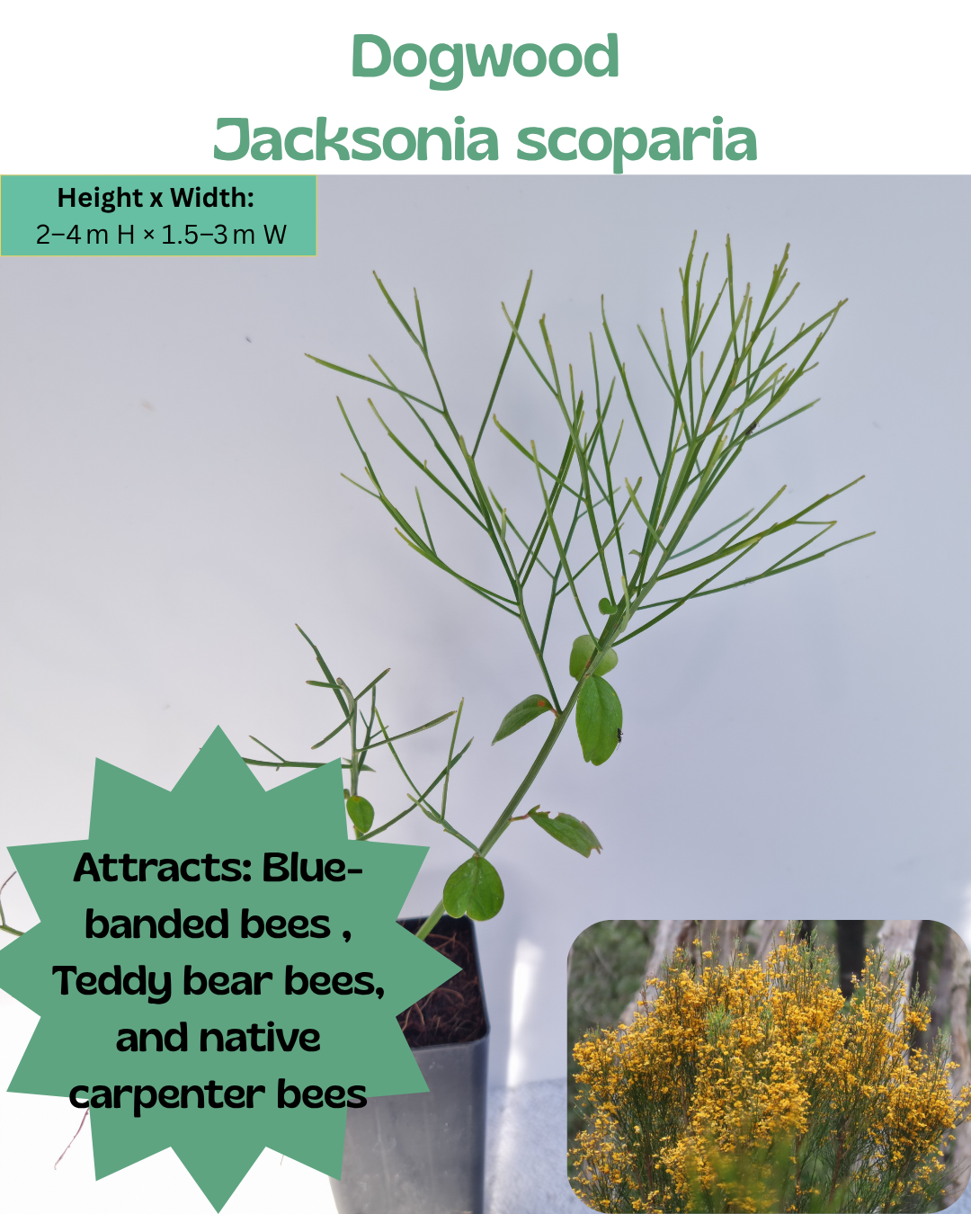 Dogwood (Jacksonia scoparia)