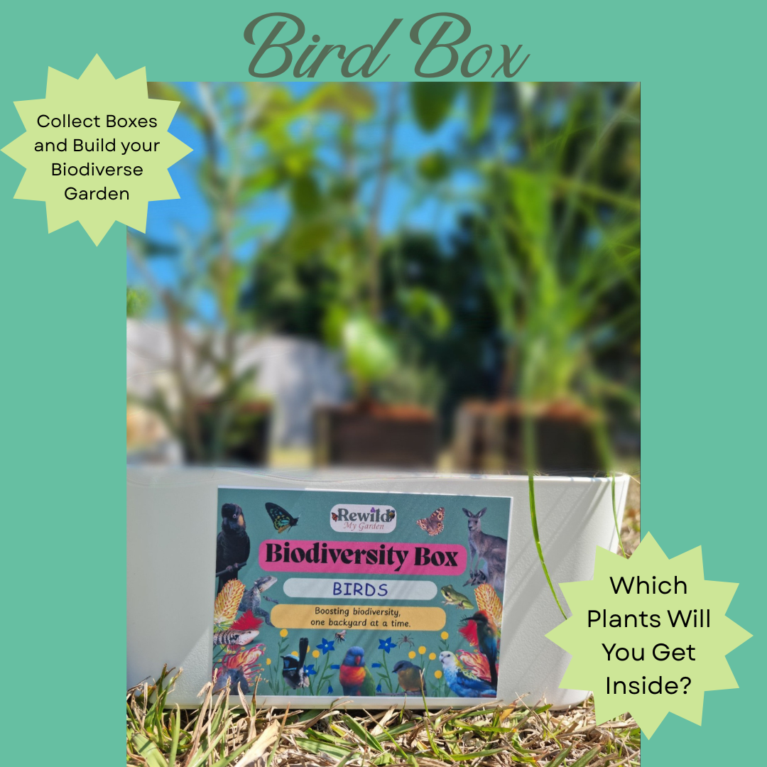 Bird Biodiversity Box – 4, 6 or 12 pack of Native Plants to Attract Birds