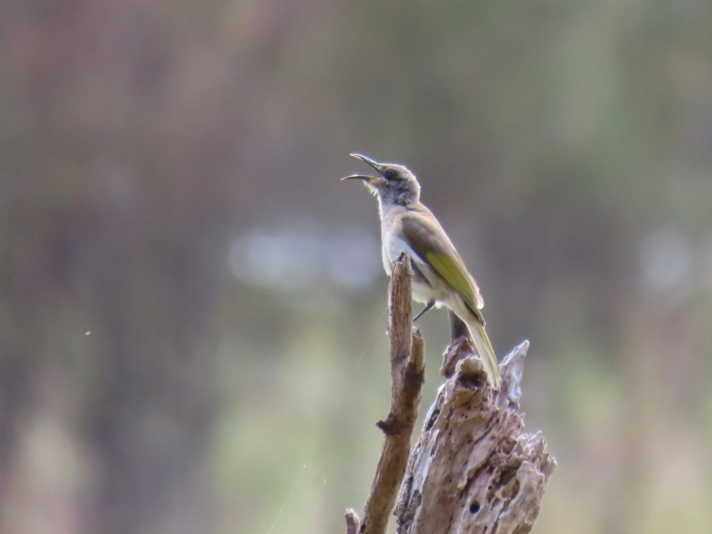 A small bird perched on a broken tree branch with its beak open.