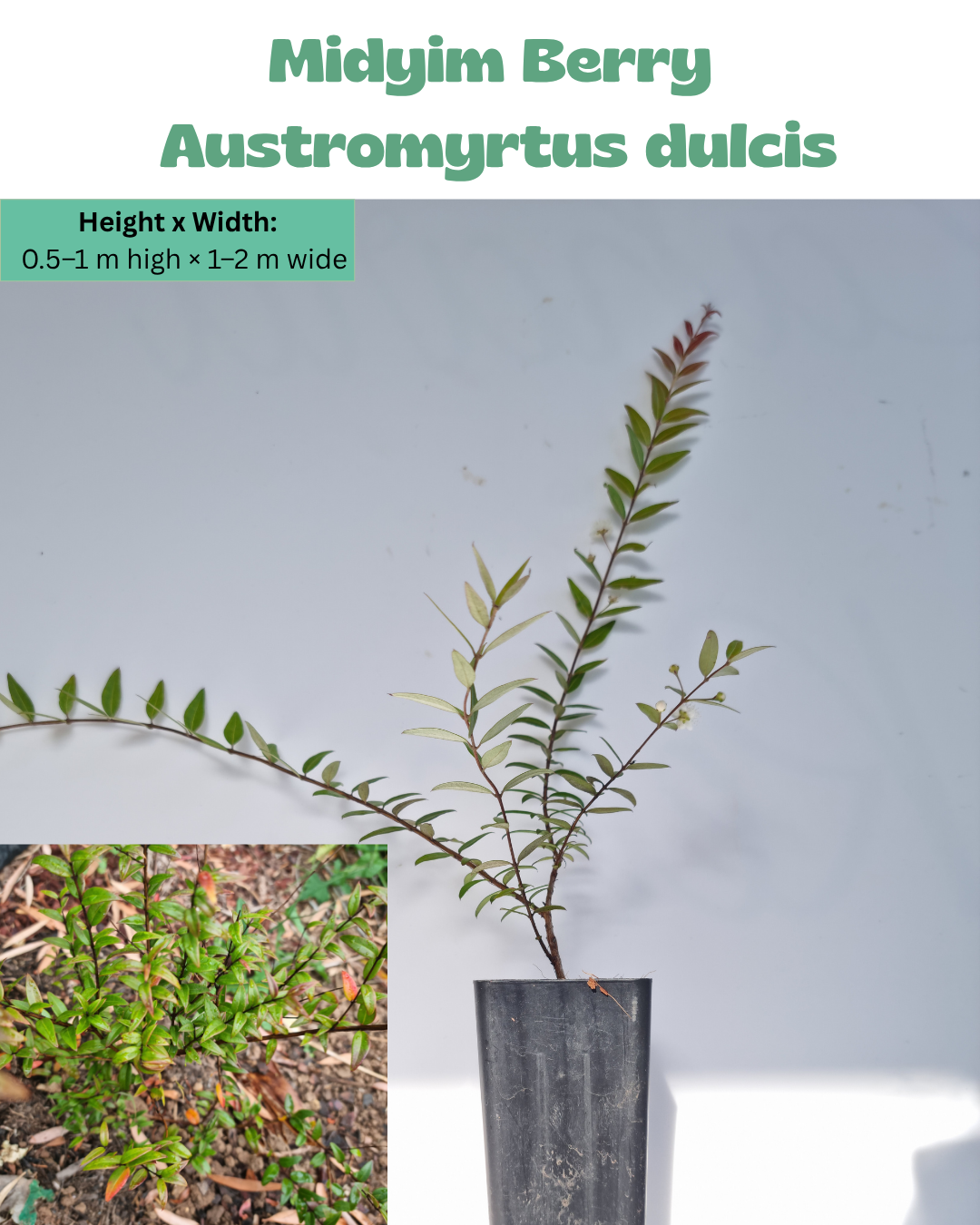 Midyim Berry (Austromyrtus dulcis)