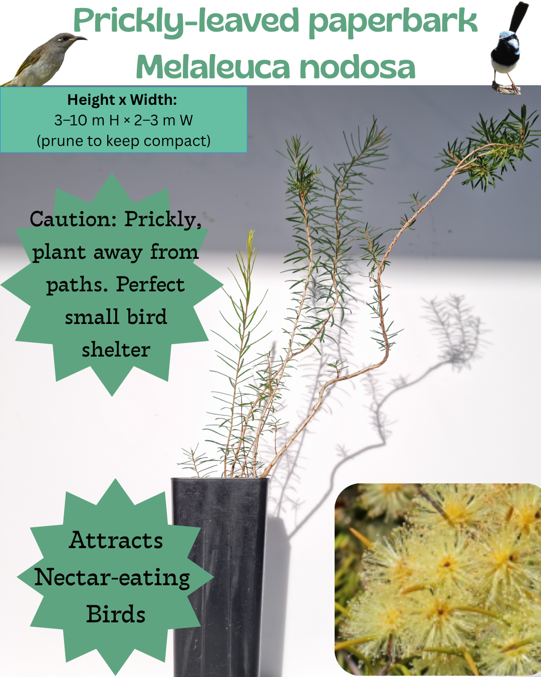 Prickly-leaved Paperbark (Melaleuca nodosa)