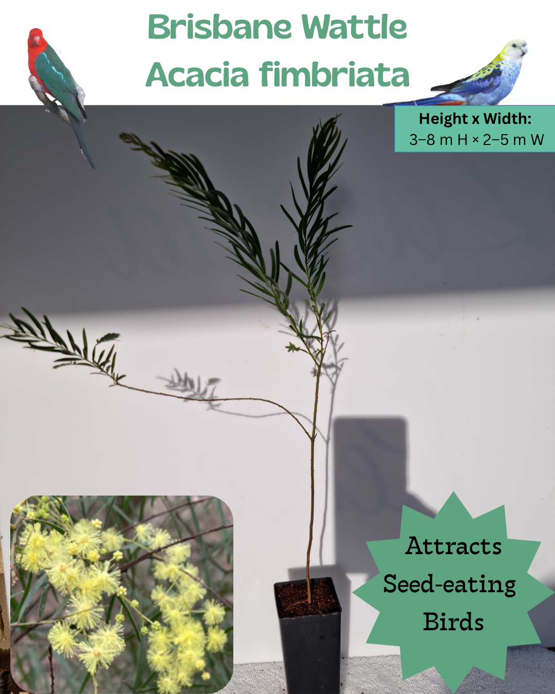 Brisbane  Wattle (Acacia fimbriata)