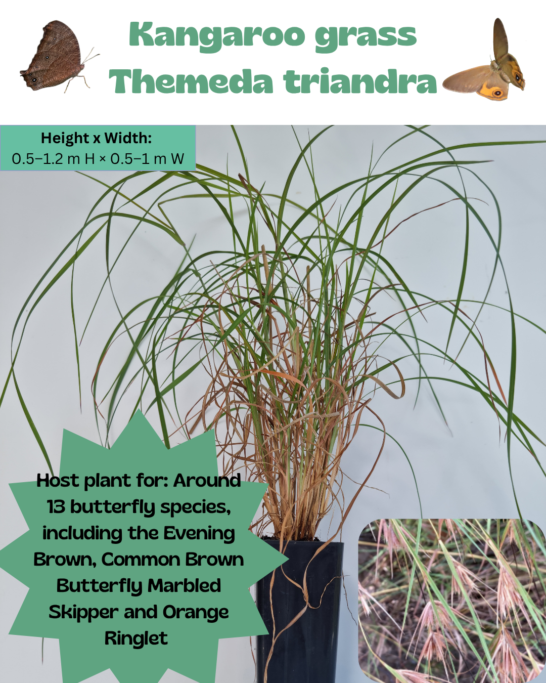 Kangaroo Grass  (Themeda triandra)