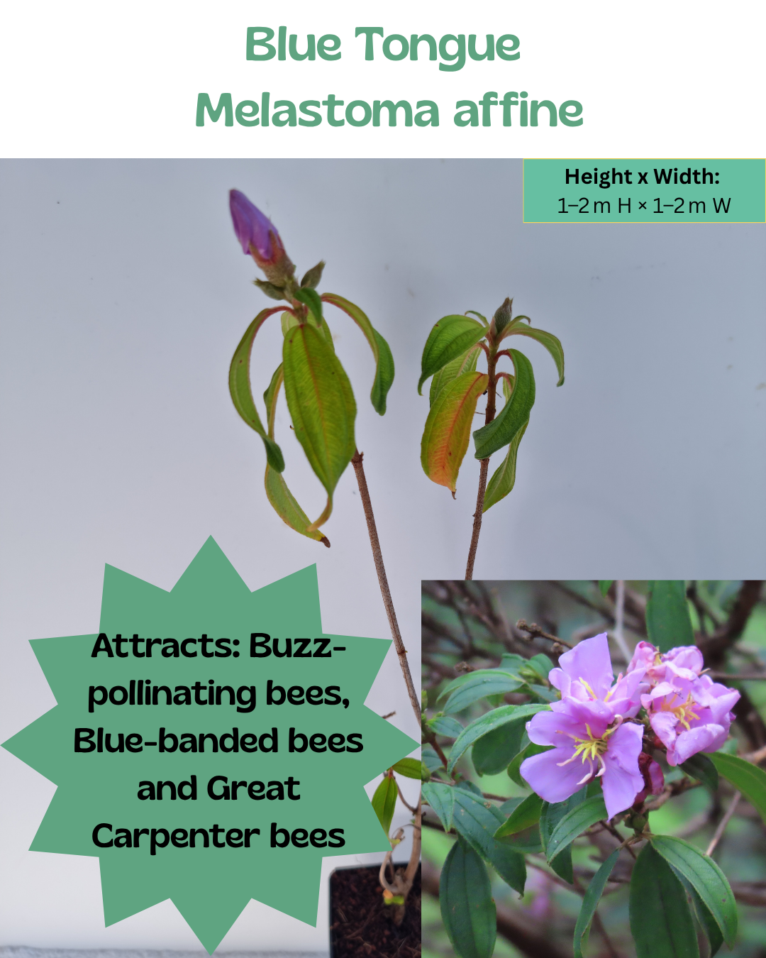 Blue Tongue  (Melastoma affine)