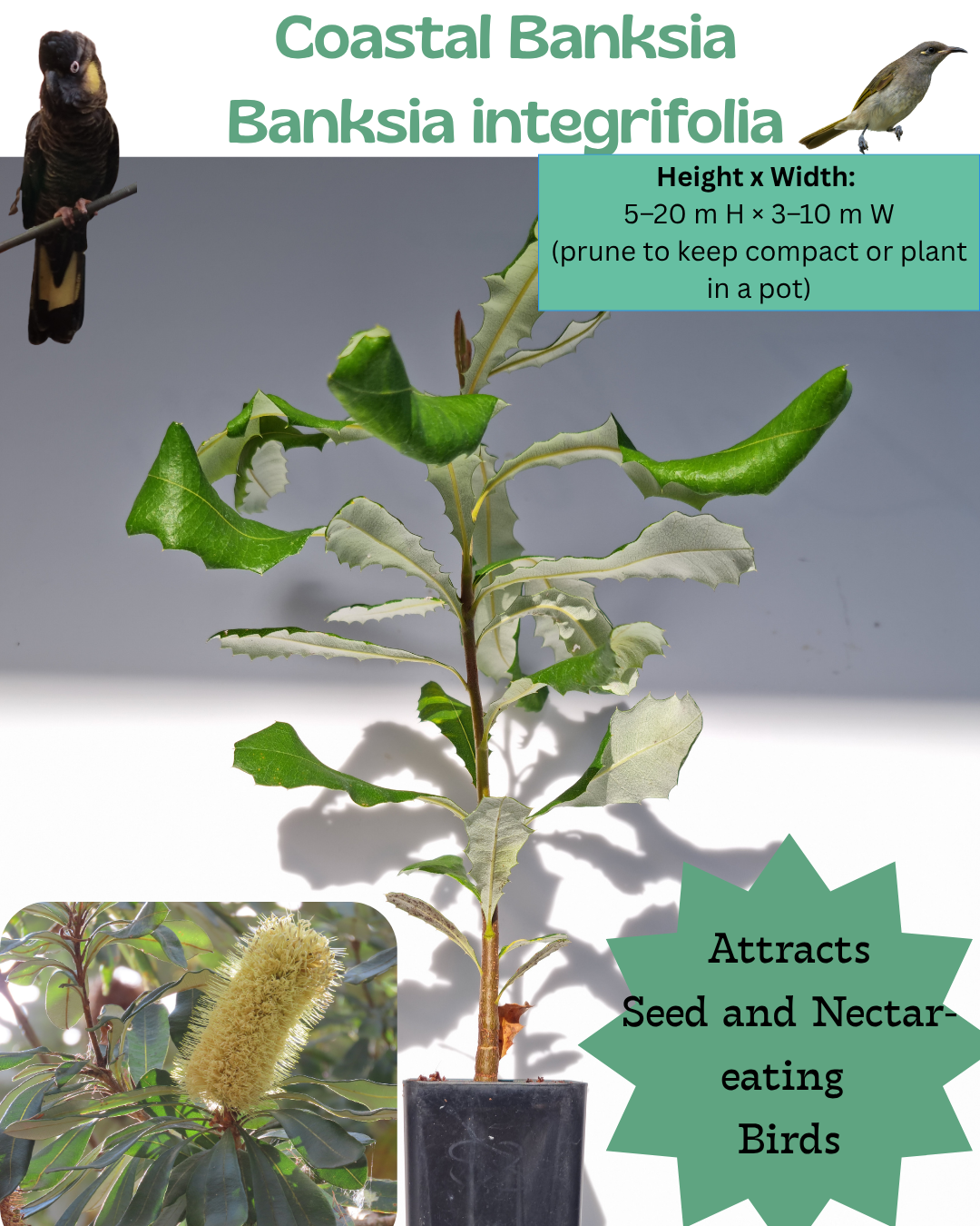 Coastal Banksia (Banksia integrifolia)